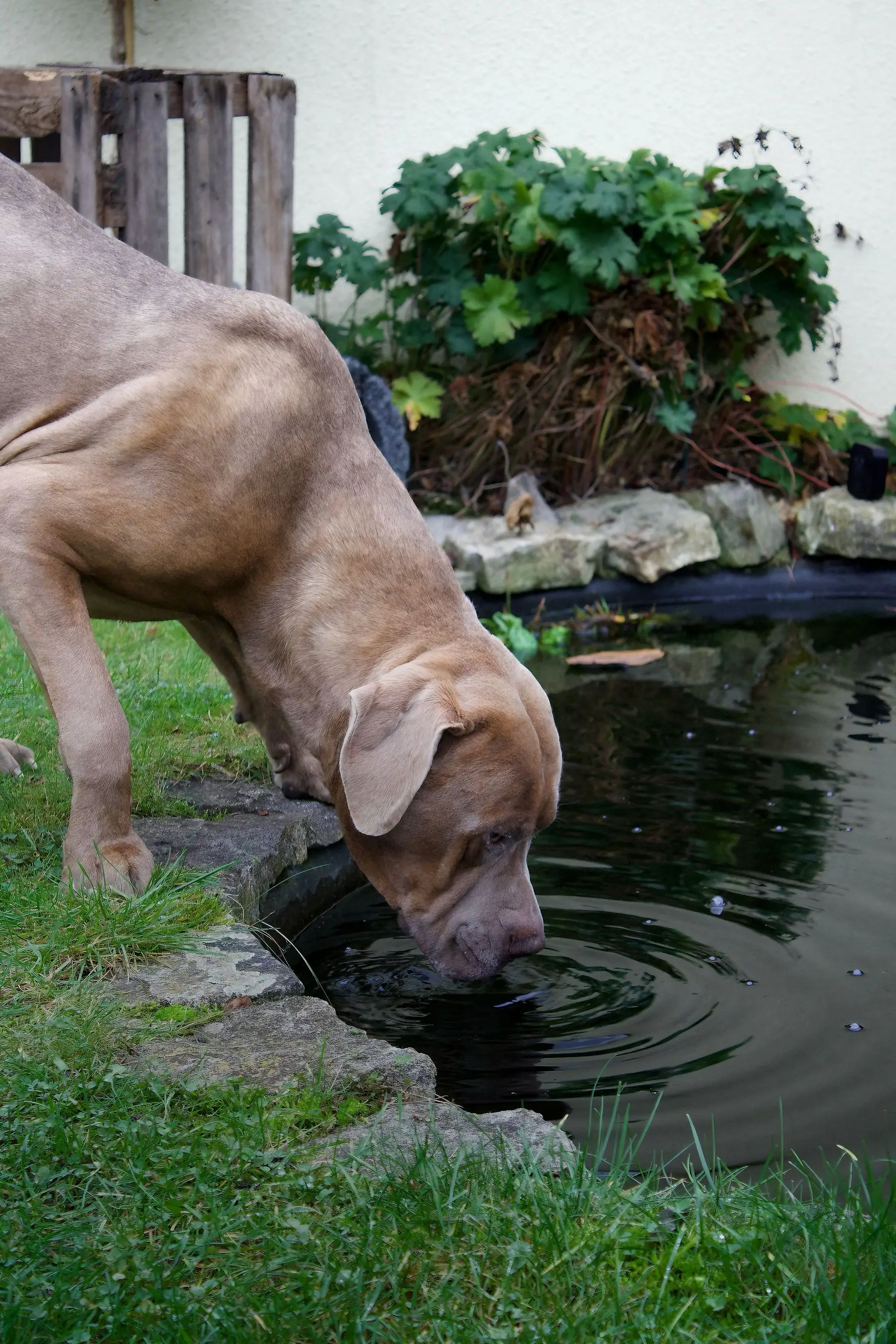 A large dog leaning over the stone edge of a lined garden pond to drink