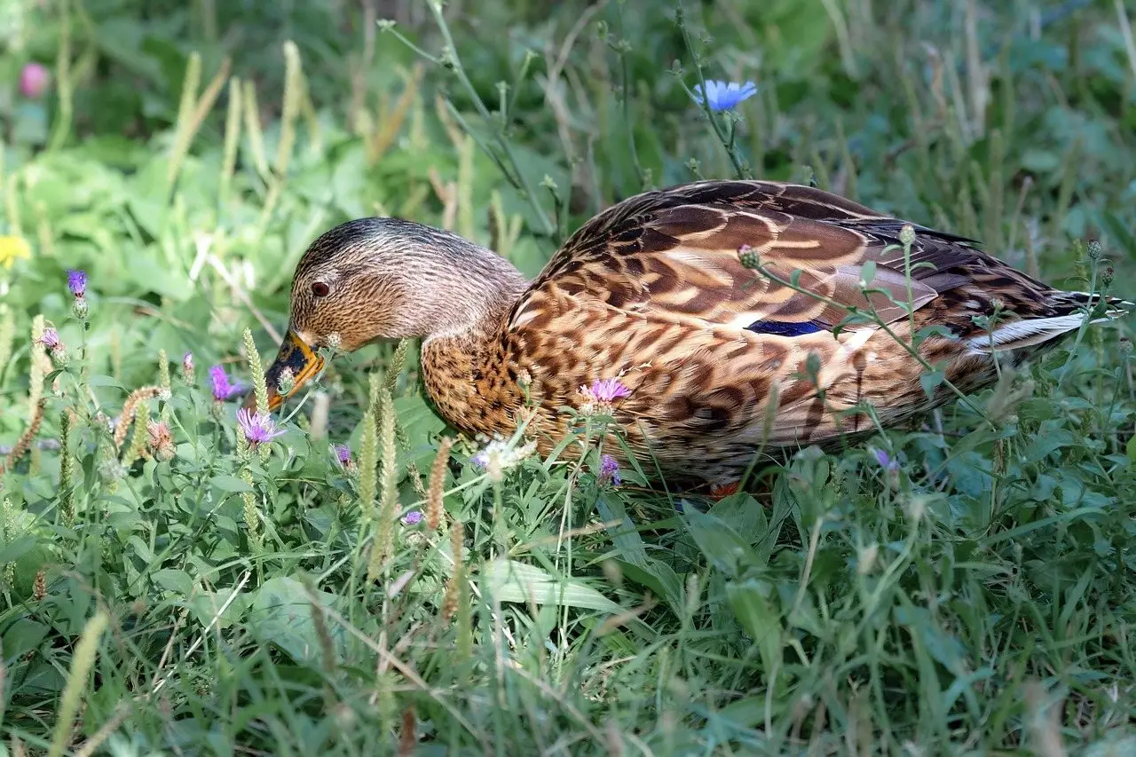 A female mallard feeding among grass and wildflowers