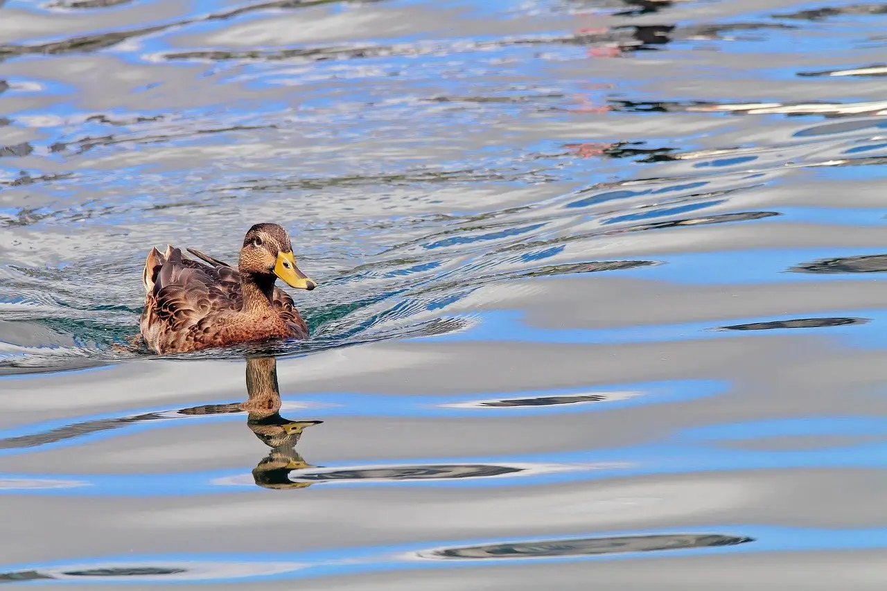 Two ducks swimming on still water with their reflections below