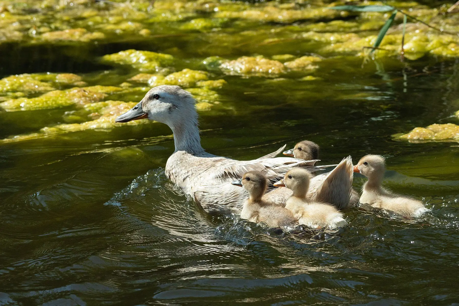 A domestic duck swimming with four ducklings close alongside her