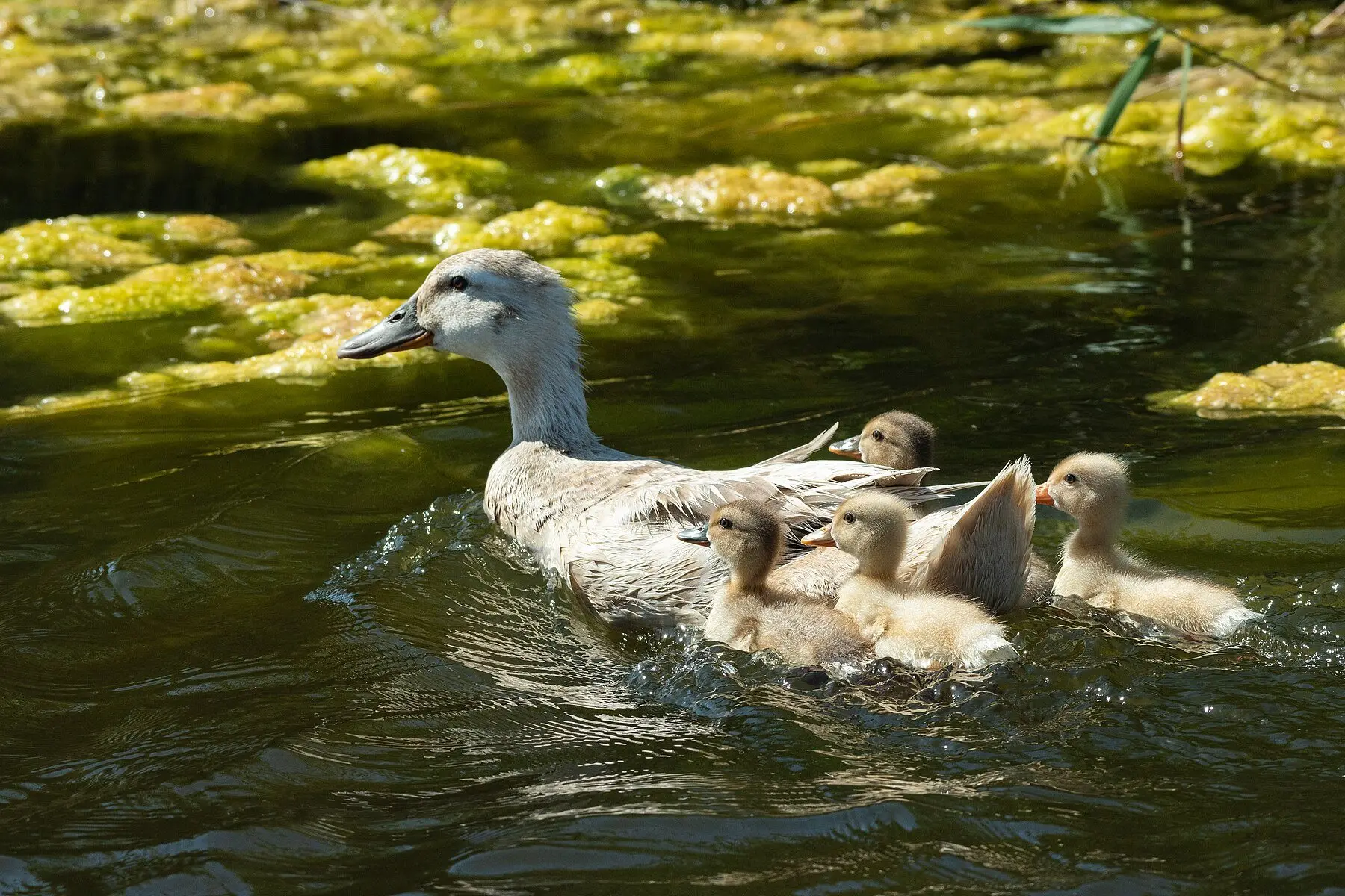 A domestic duck swimming with four ducklings close alongside her