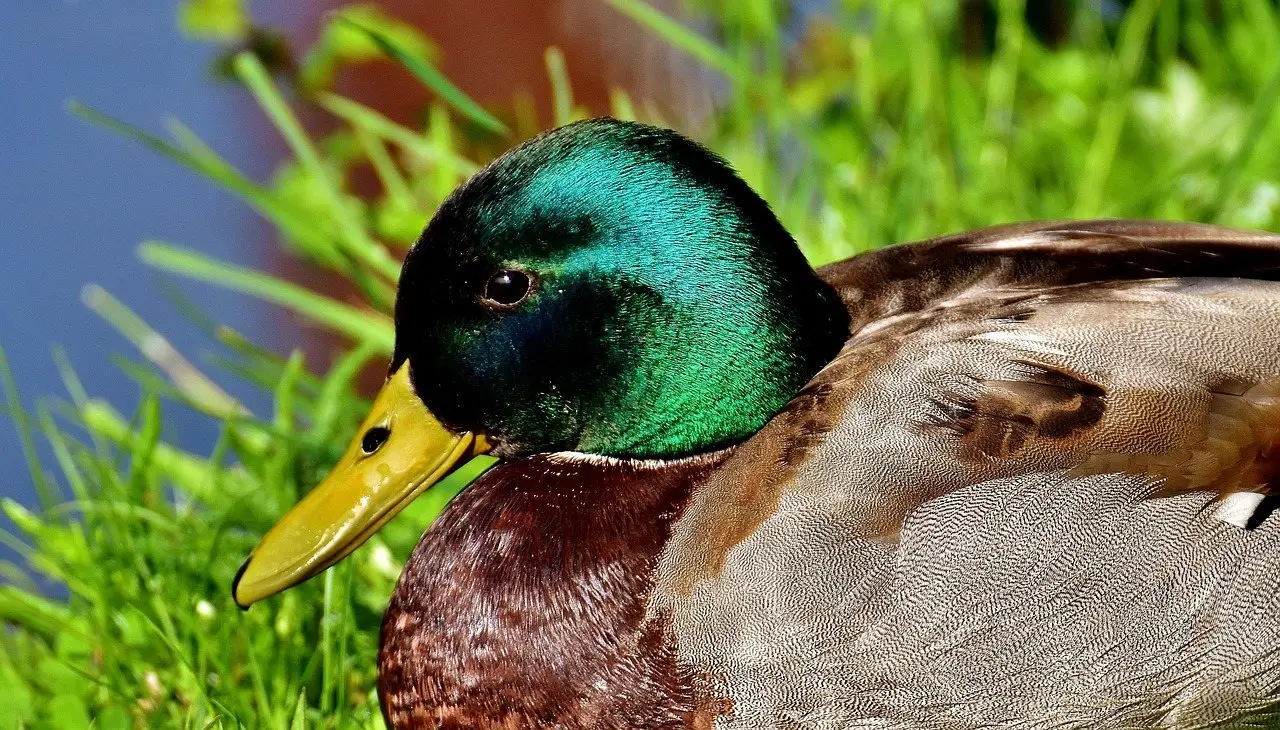 A mallard drake in close-up, its green head bright against grass