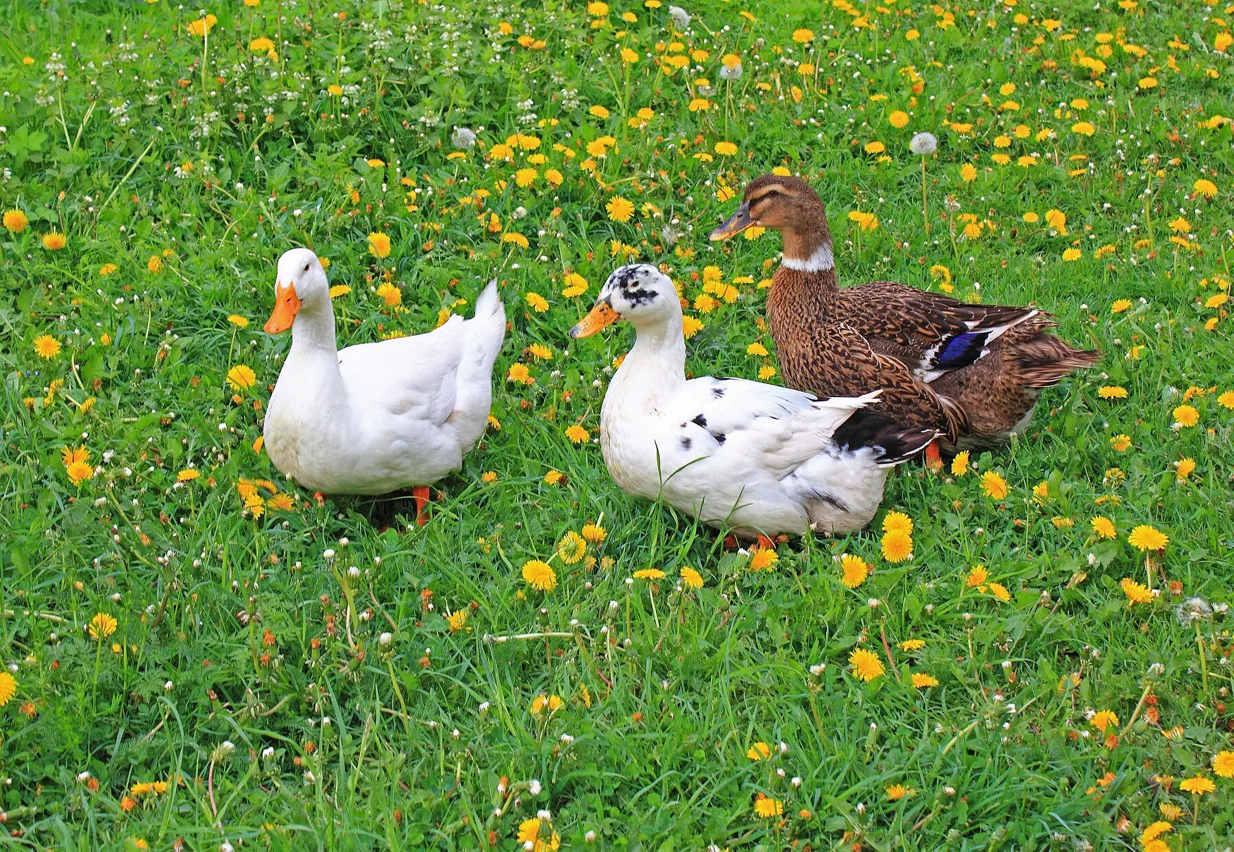 Two white domestic ducks and a mallard-coloured duck resting on grass full of dandelions