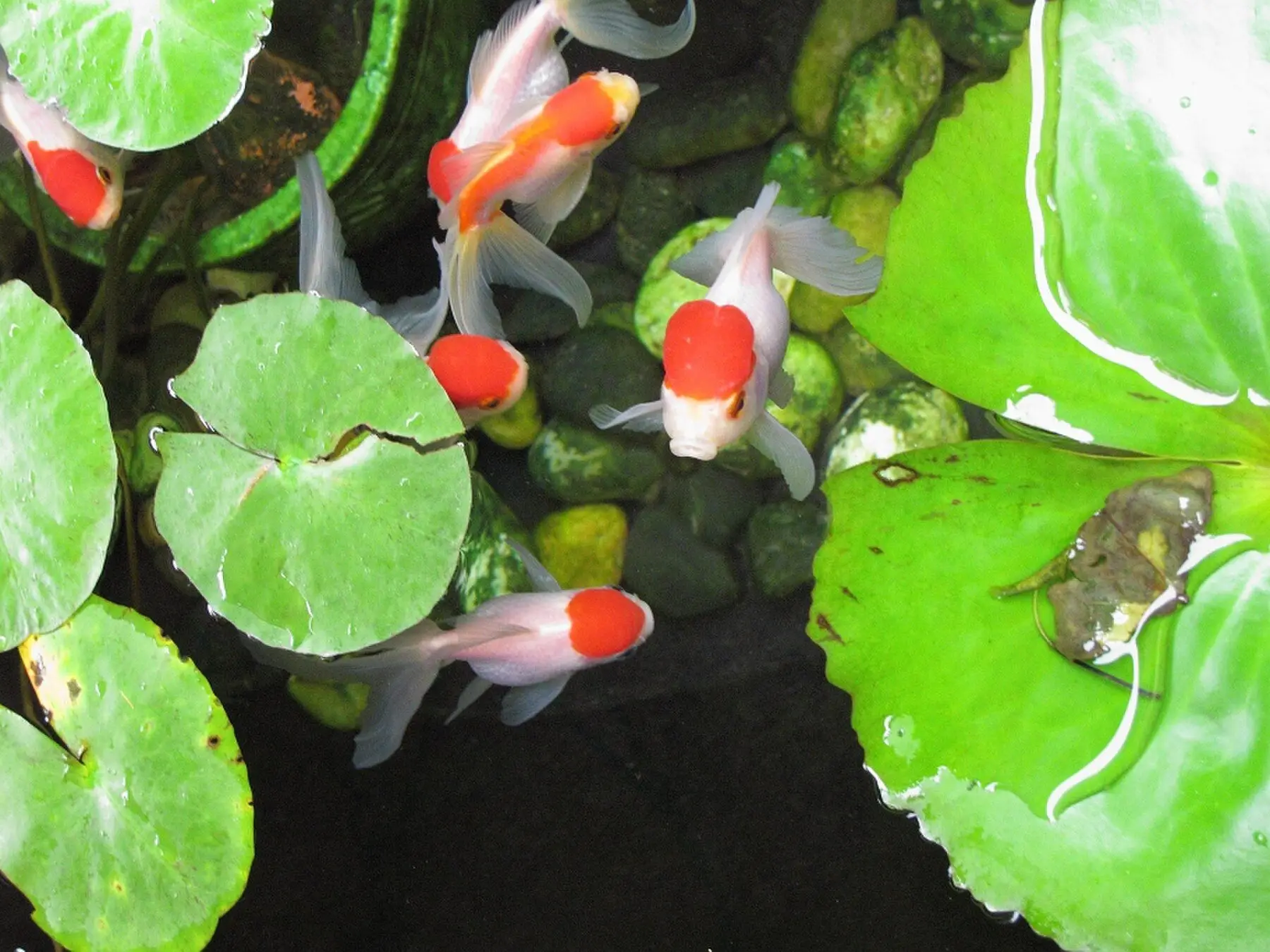 Red and white goldfish among lily pads in an outdoor pond