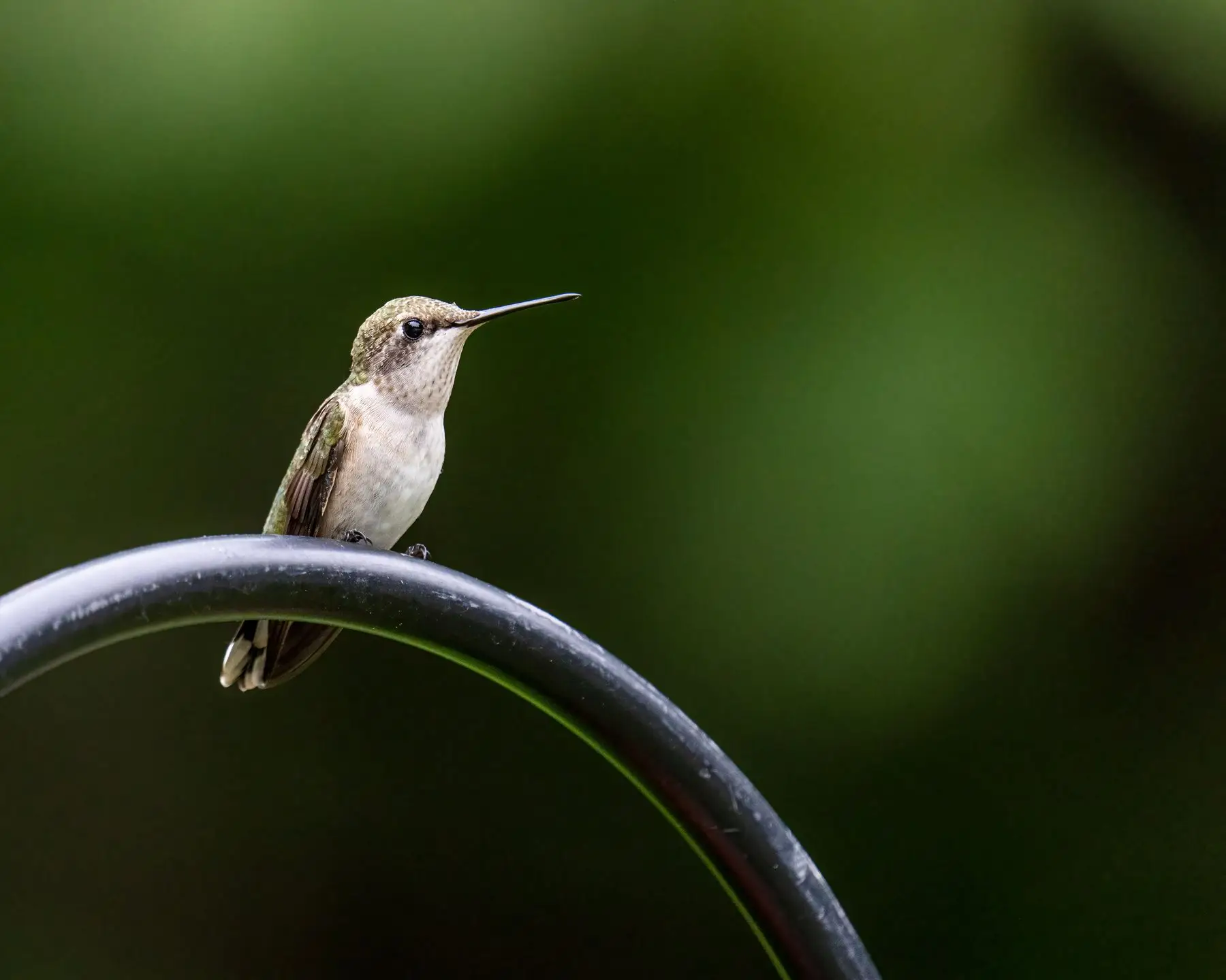 A ruby-throated hummingbird perched alertly on a curved metal feeder hook, head turned to one side