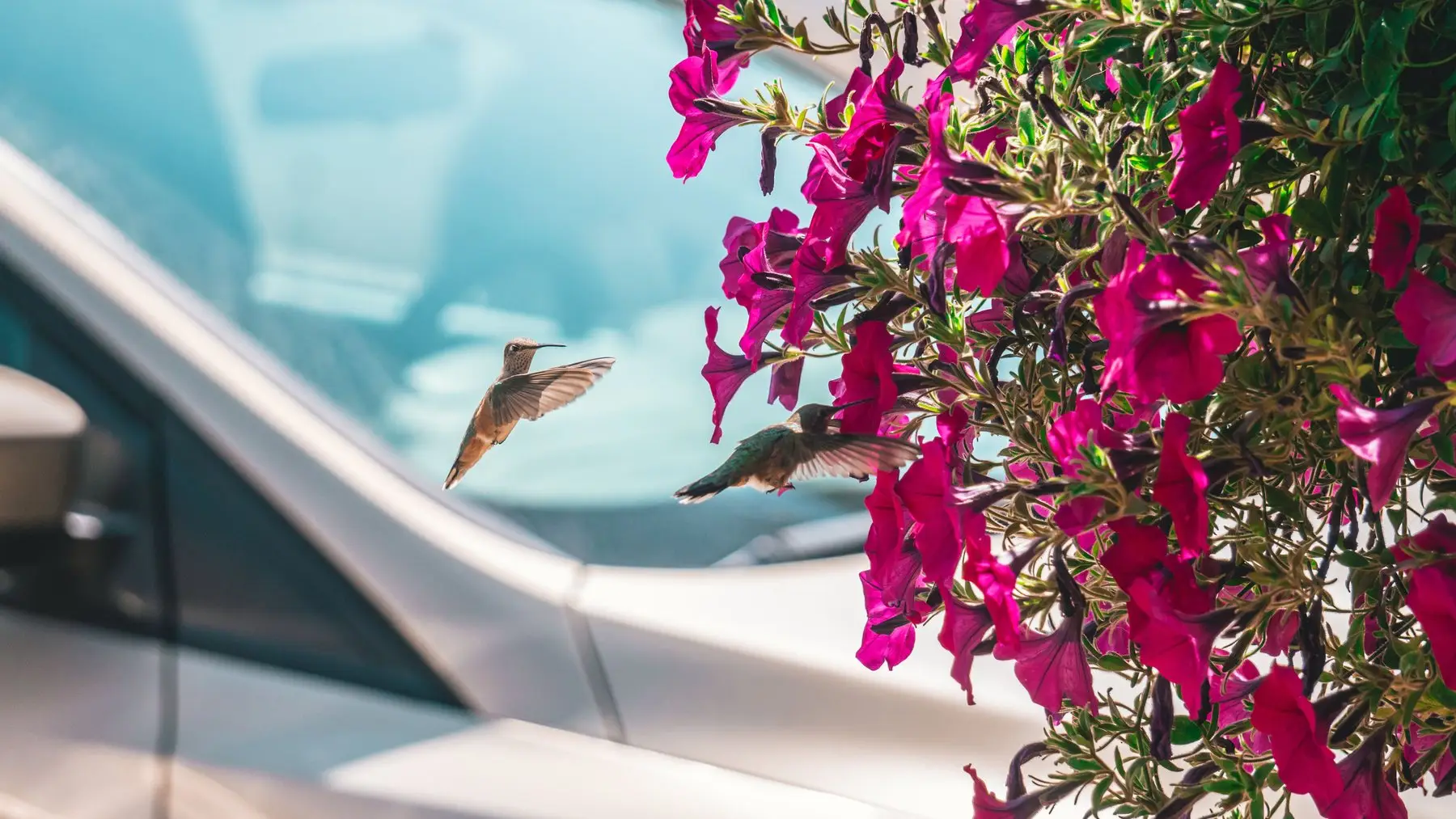 Two hummingbirds facing each other in mid-air beside a hanging basket of pink petunias