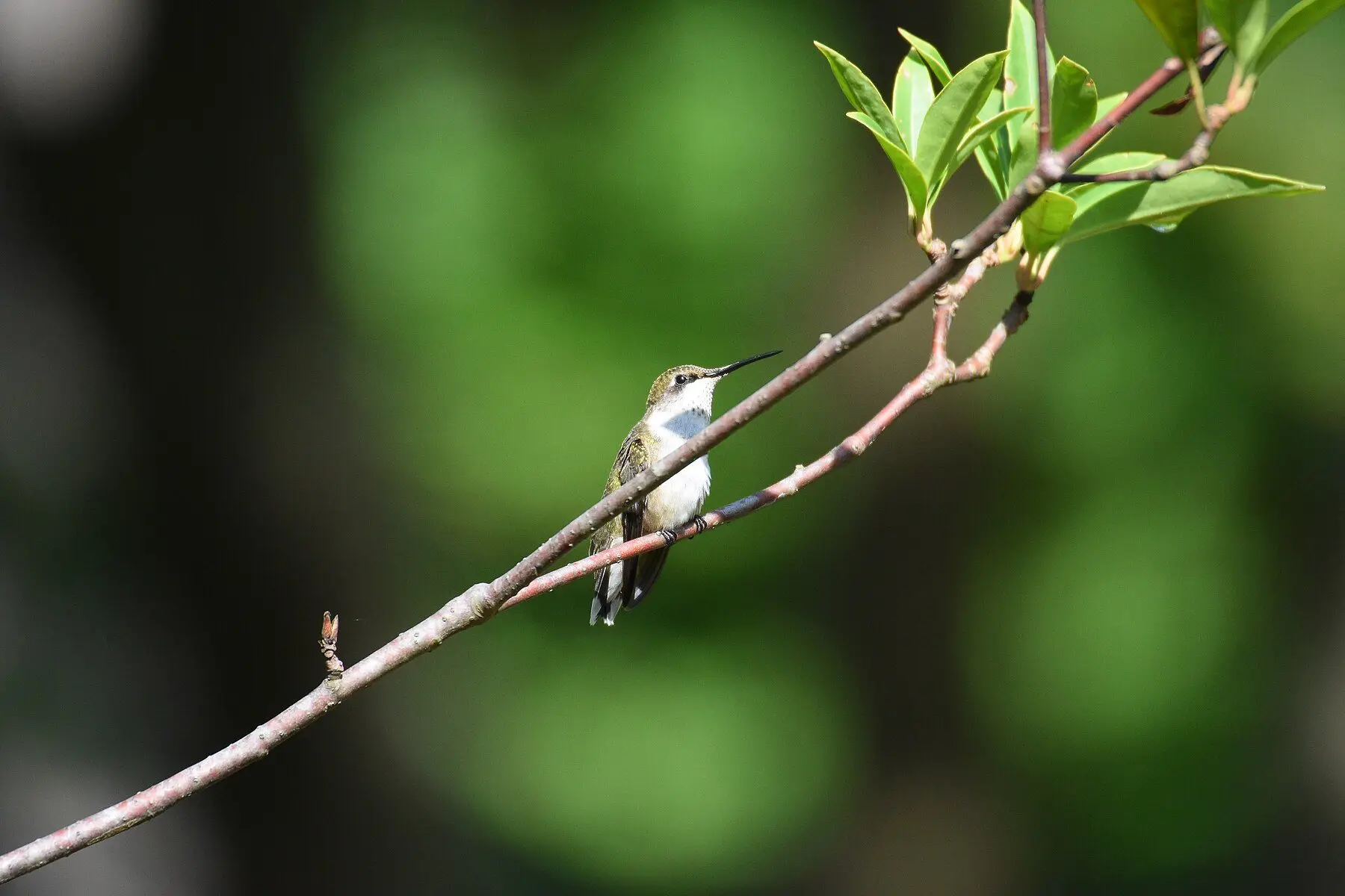 A female ruby-throated hummingbird at rest on a bare diagonal twig