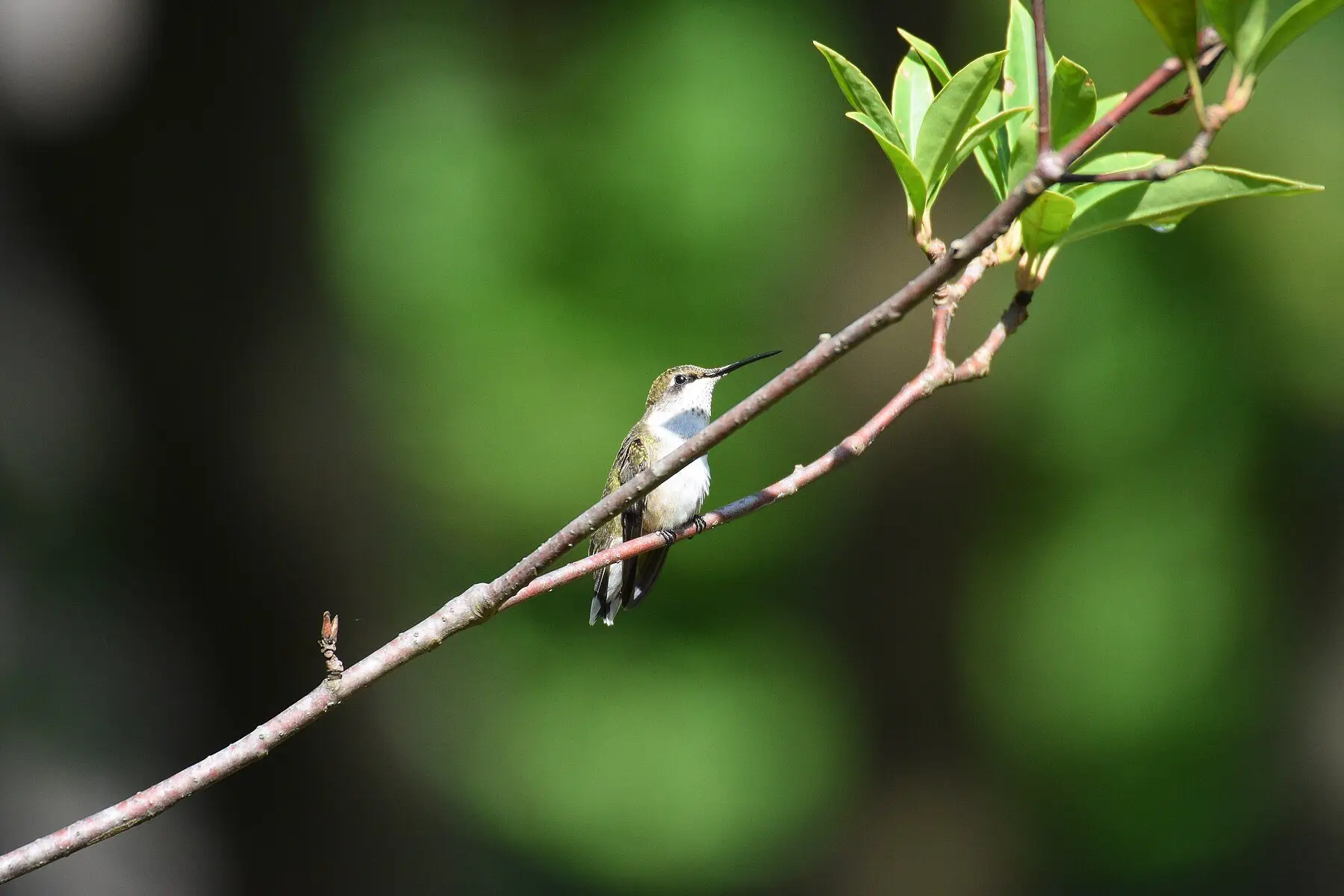 A female ruby-throated hummingbird at rest on a bare diagonal twig