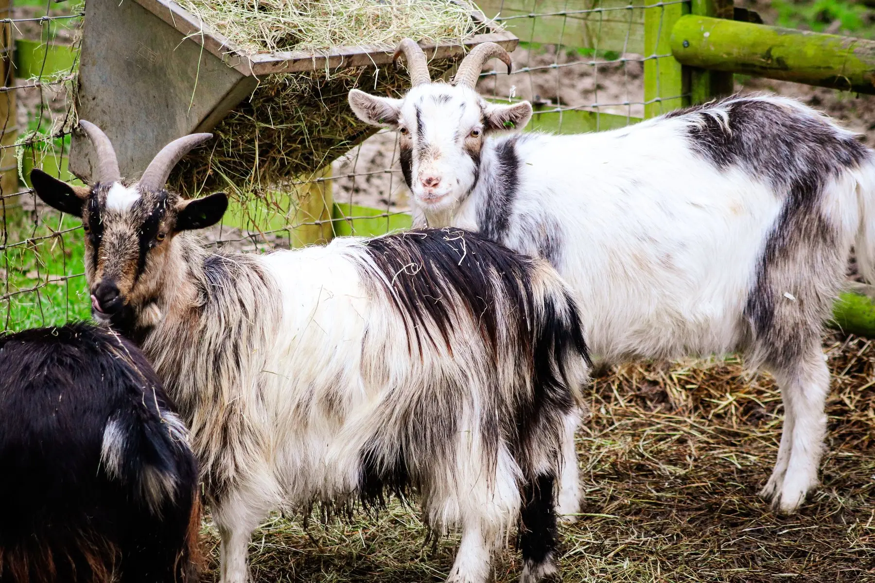 Three pygmy goats in a wire-fenced pen beside a hay rack, standing on straw
