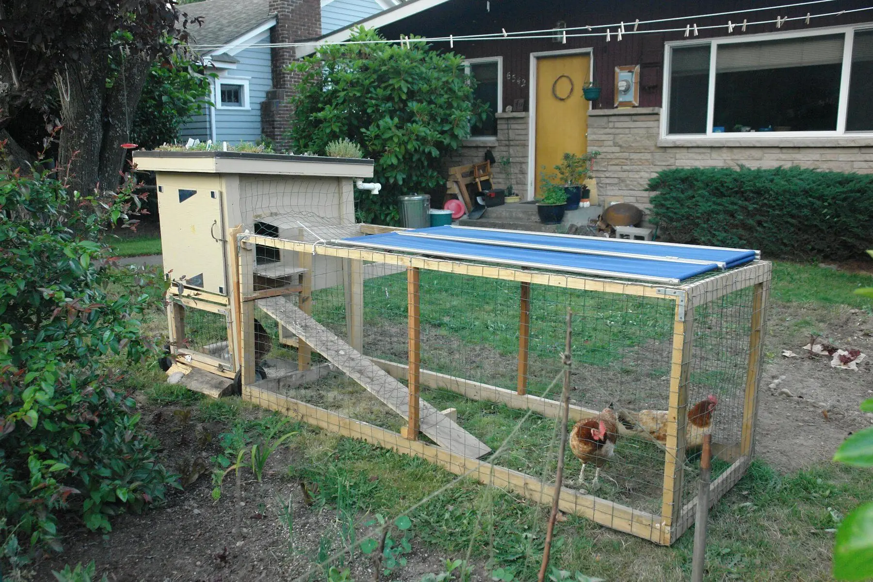 A green-roofed coop and wire run with hens, on a suburban lot with neighbouring houses close behind