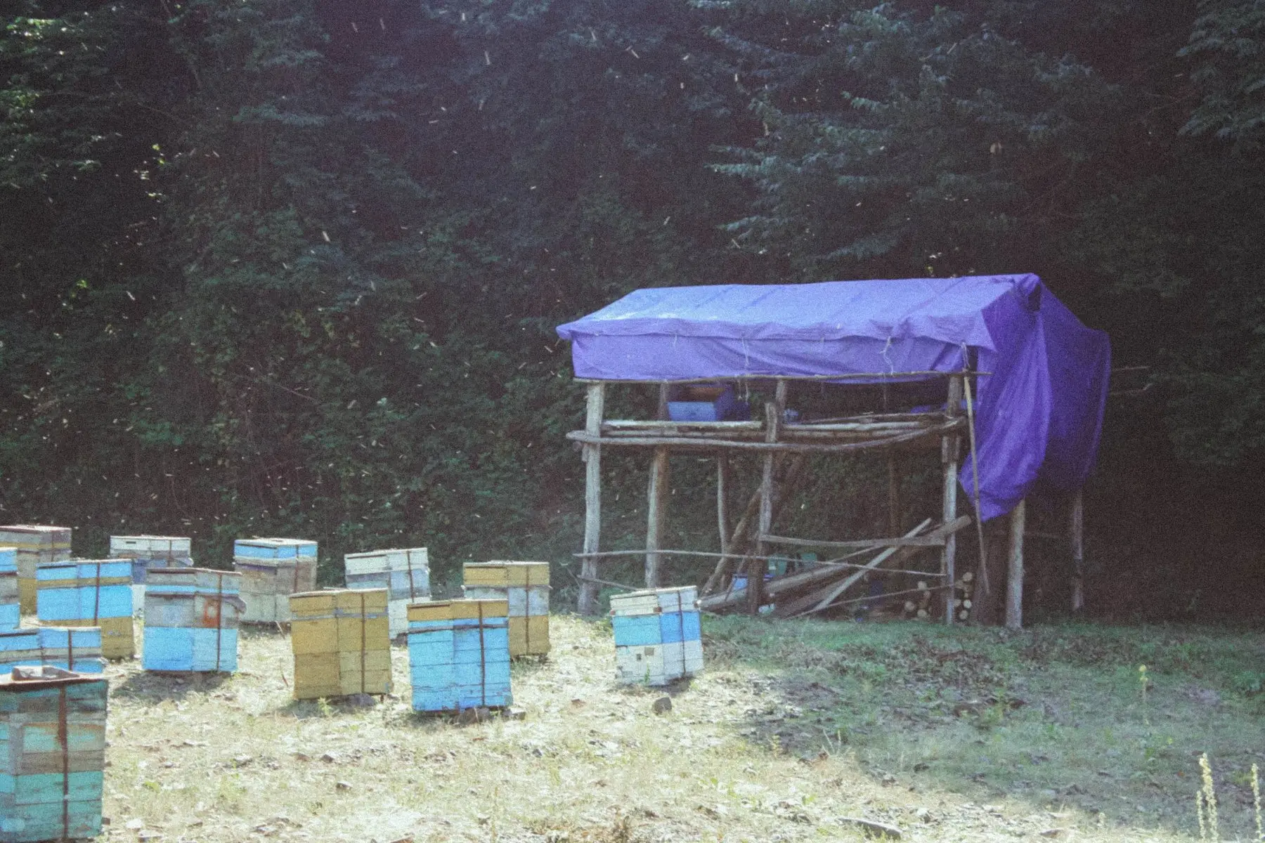 A row of wooden beehives standing on grass at the edge of a garden backed by trees