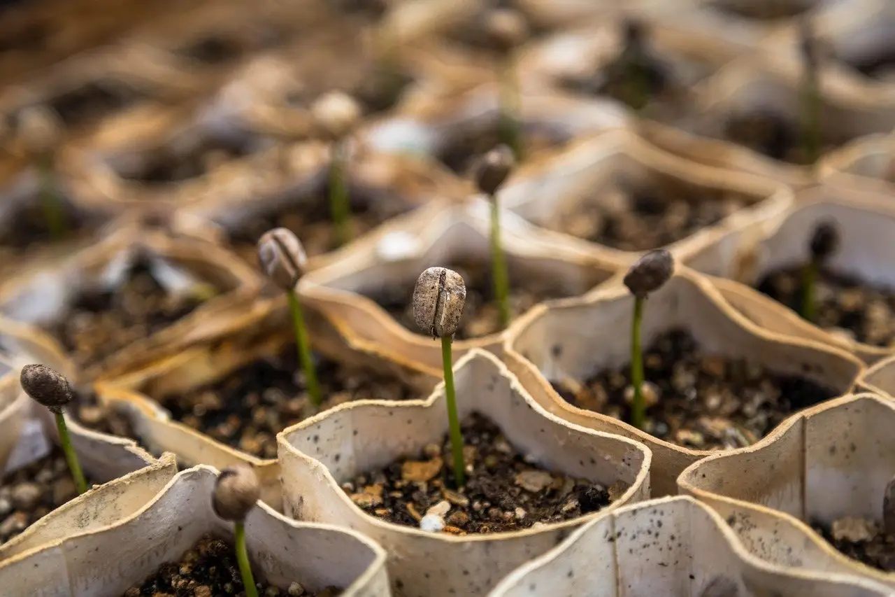 Rows of seedlings emerging from compost in biodegradable fibre pots