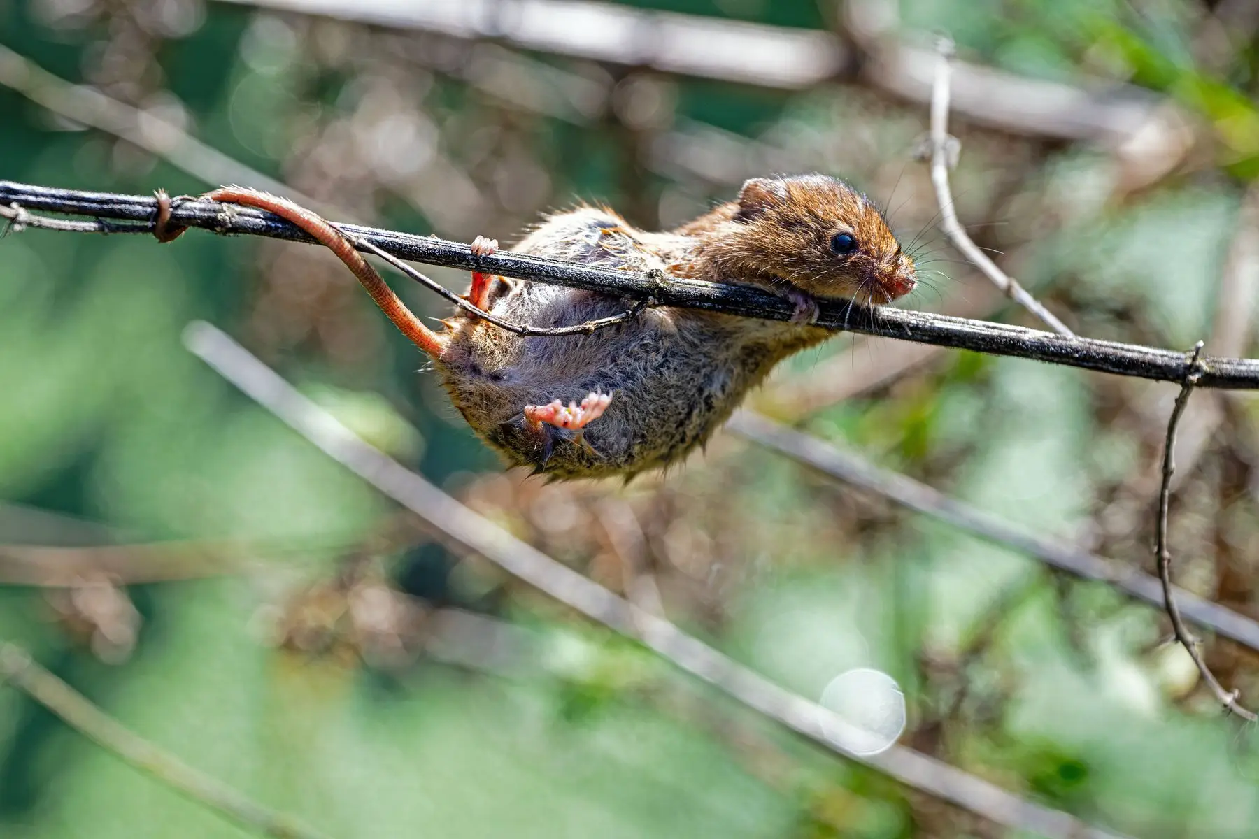 A harvest mouse gripping a thin twig with its feet, long tail wrapped around the stem for balance