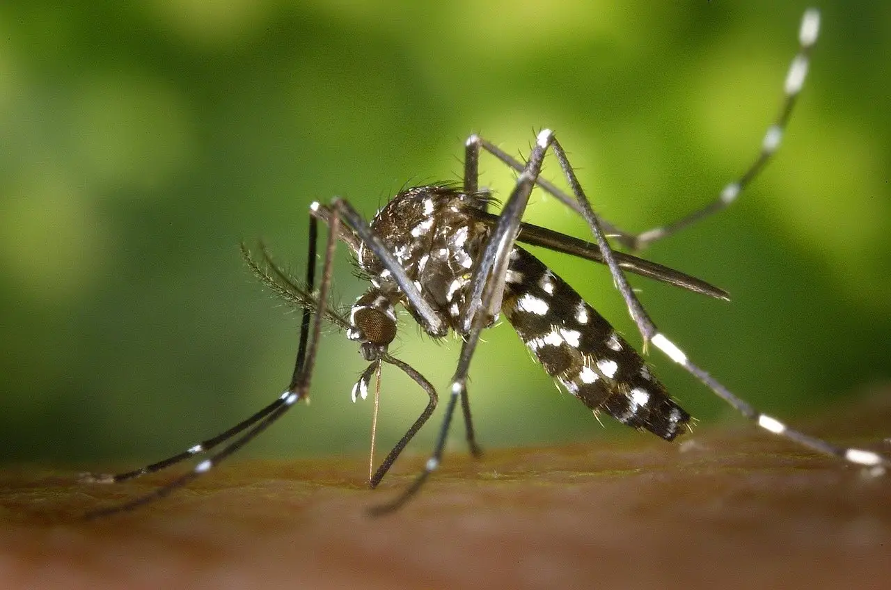 Mosquito closeup