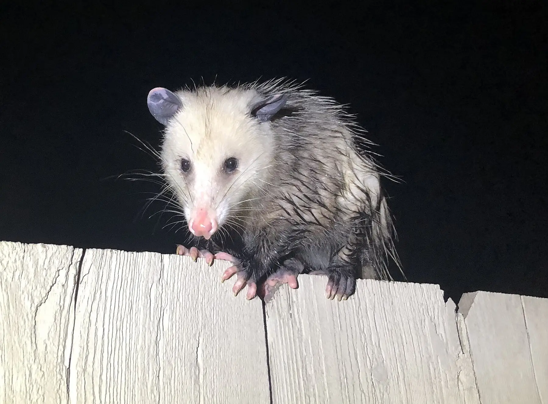 An opossum gripping the top edge of a wooden fence at night