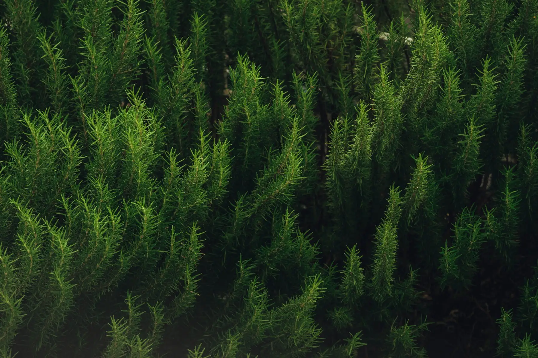 Dense upright rosemary growth with needle-like leaves, half in shade