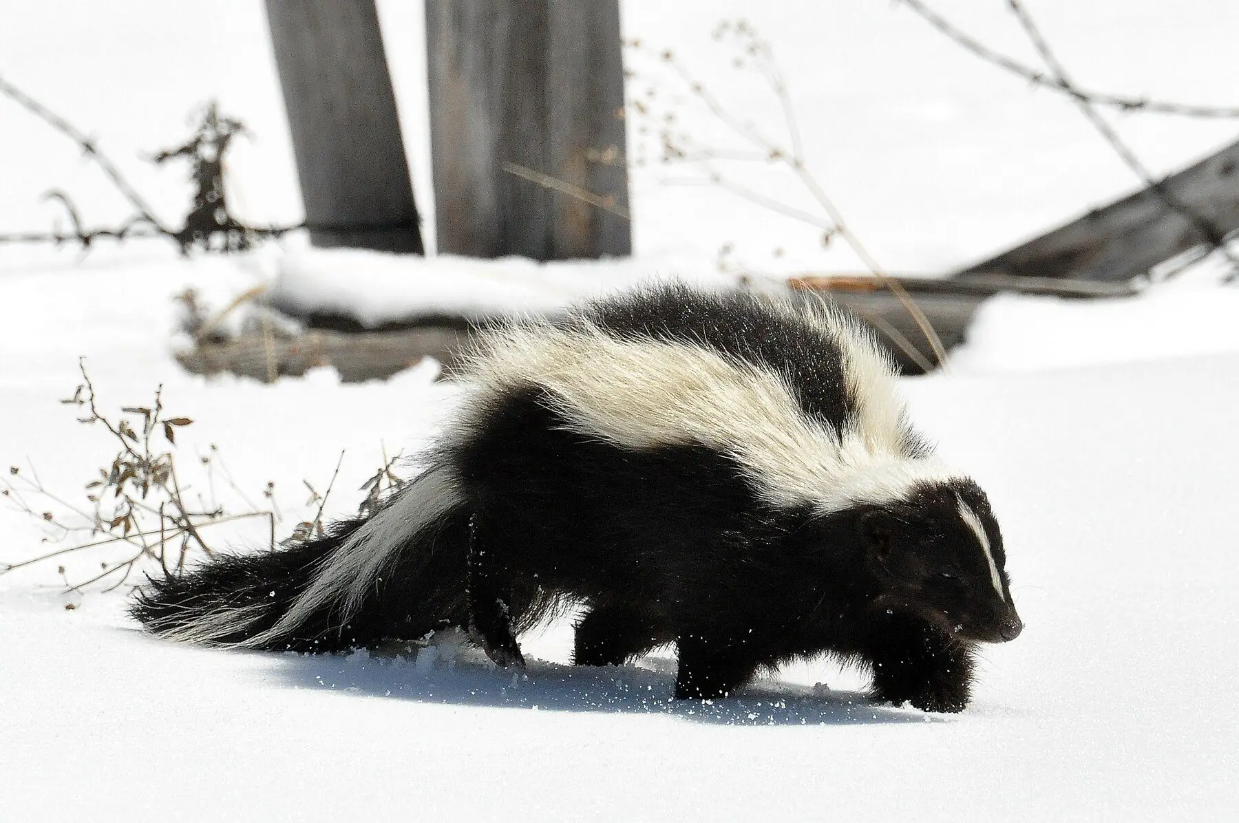 A striped skunk walking across snow in profile, showing its short legs and low heavy body