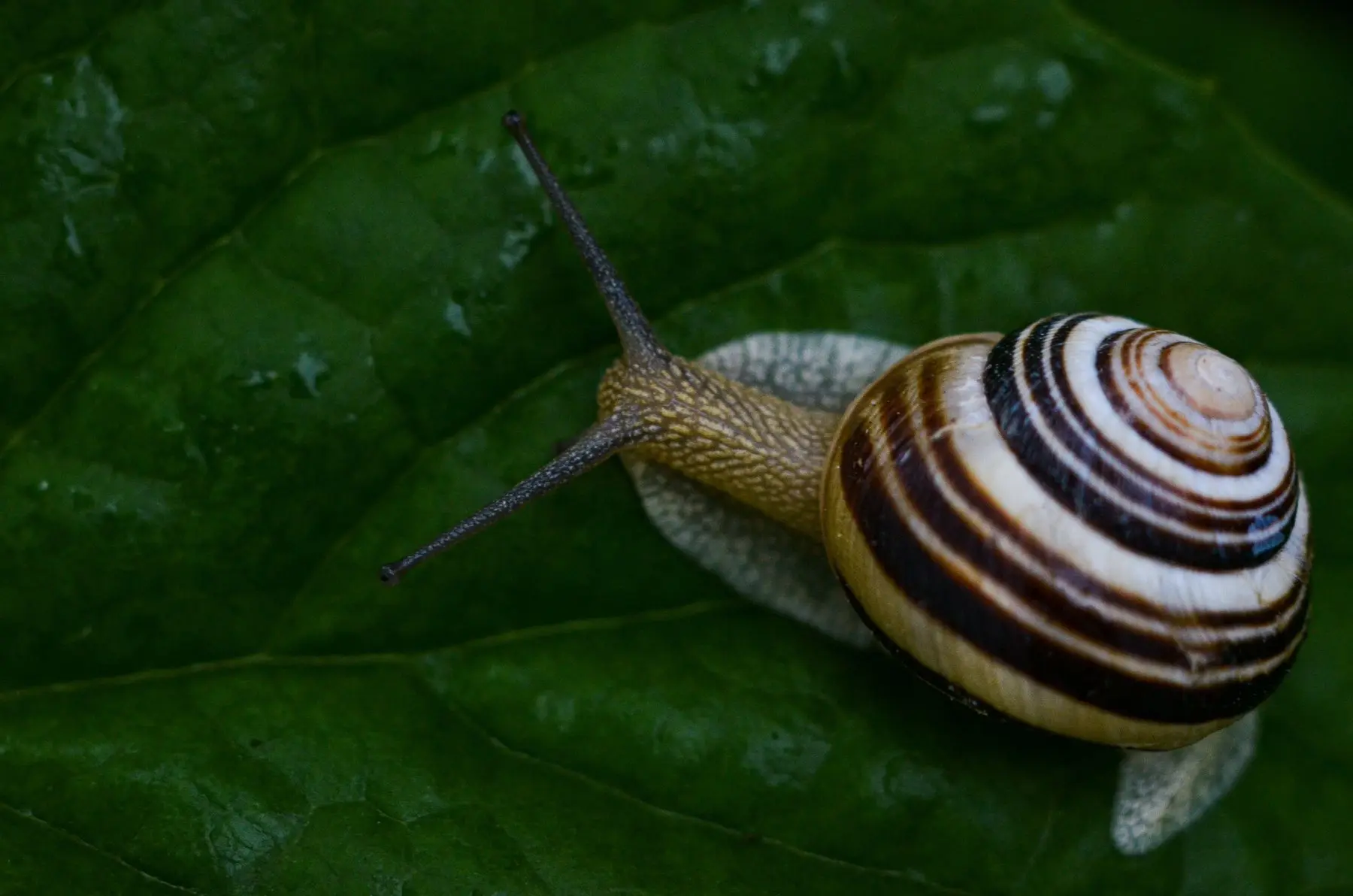 A banded garden snail with a brown and cream striped shell crossing a wet green leaf, tentacles extended
