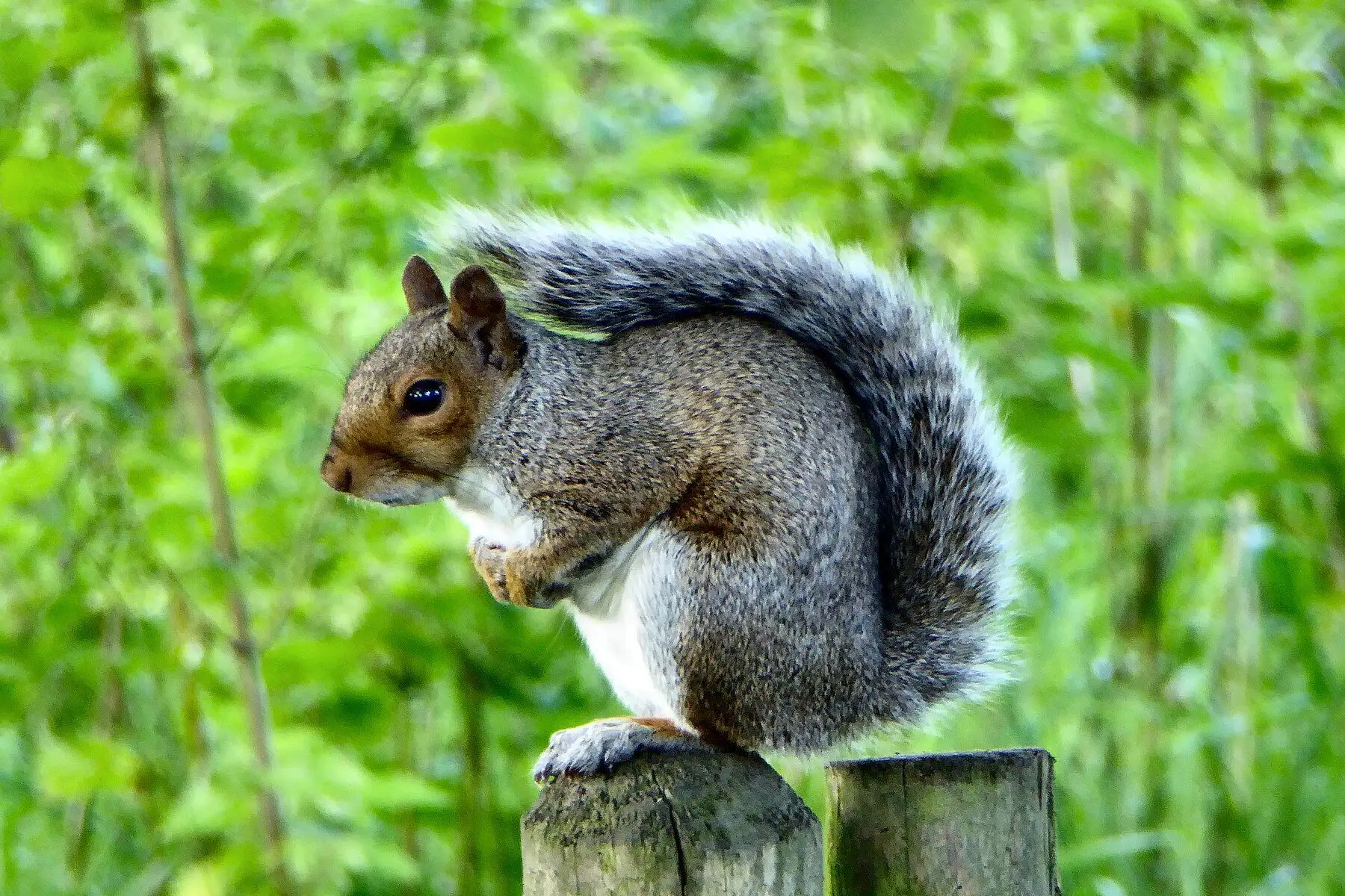 A grey squirrel perched upright on a weathered fence post against green foliage