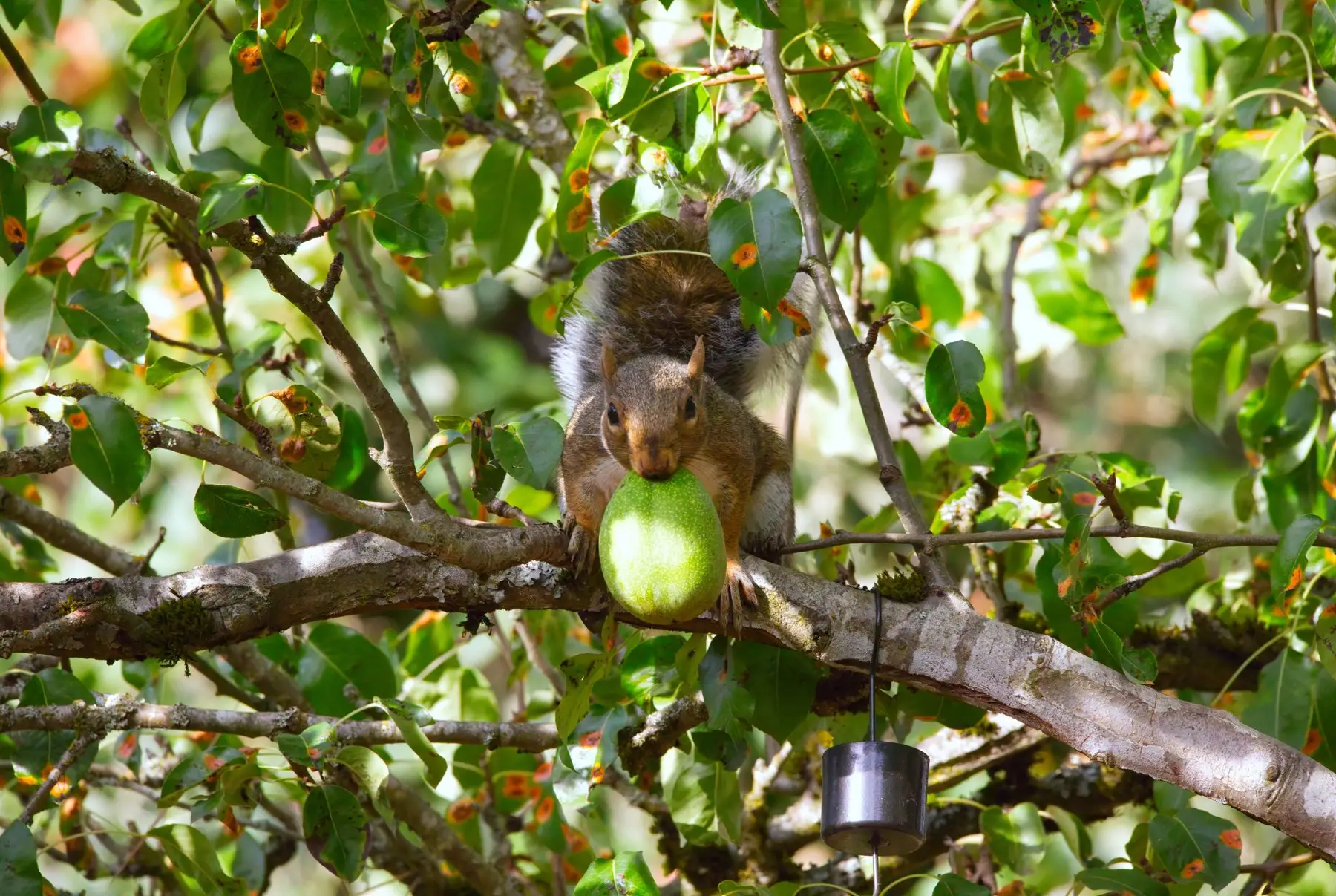A grey squirrel on a branch gripping a green pear it has taken from the tree