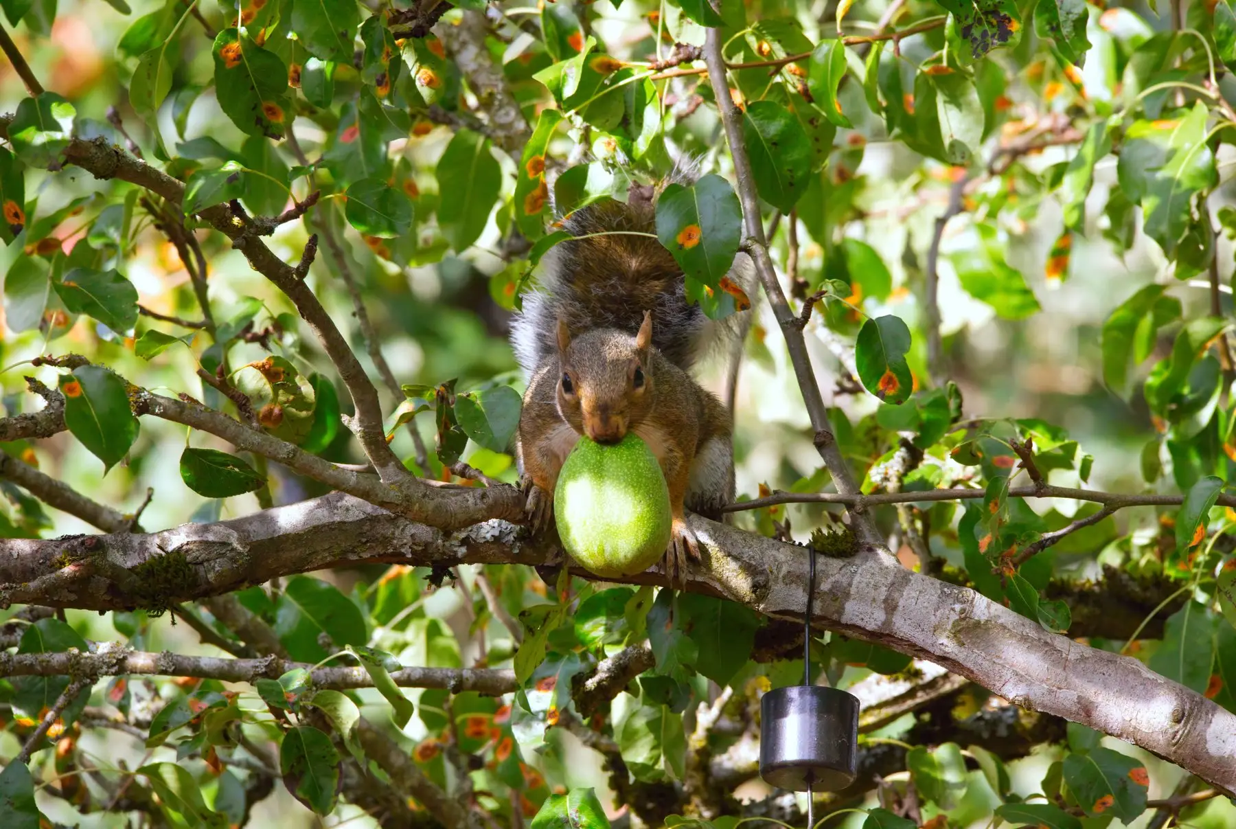 A grey squirrel on a branch gripping a green pear it has taken from the tree