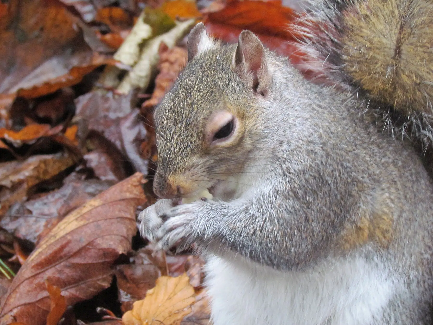 A grey squirrel sitting in fallen autumn leaves, holding food in both front paws and eating