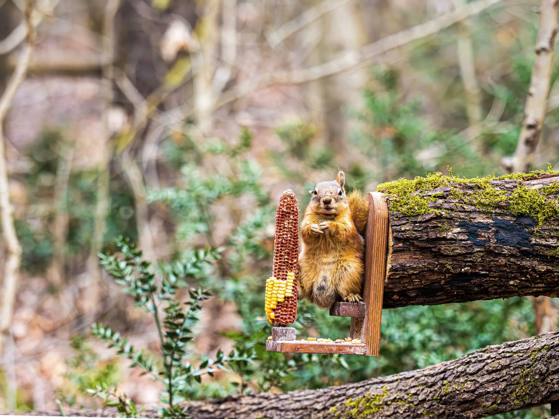A fox squirrel on a wooden feeder gnawing at a dried corn cob fixed to a tree