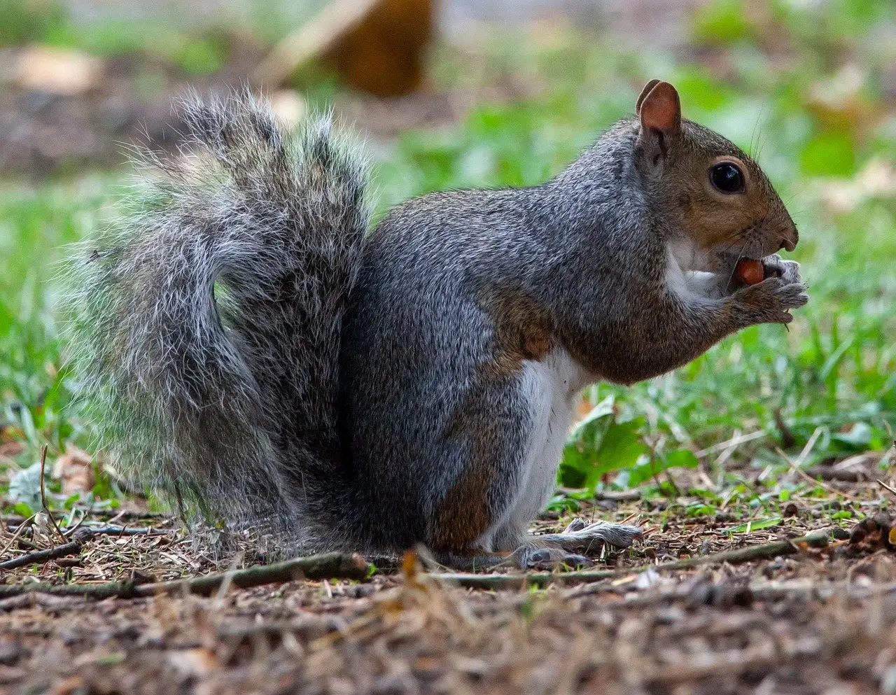 A grey squirrel sitting upright on bare ground holding food to its mouth