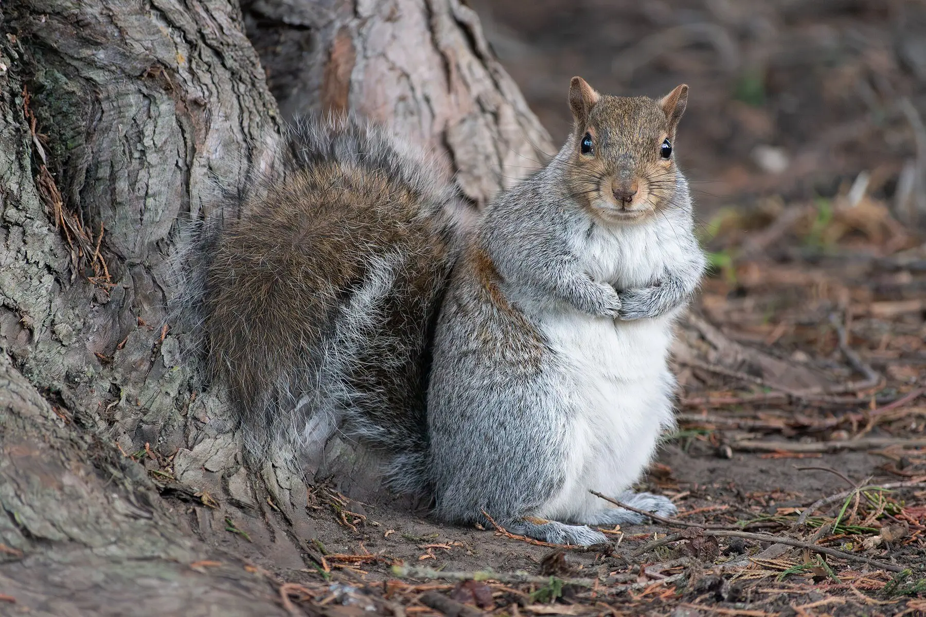 A grey squirrel sitting upright on bare ground at the base of a tree, forepaws held to its chest