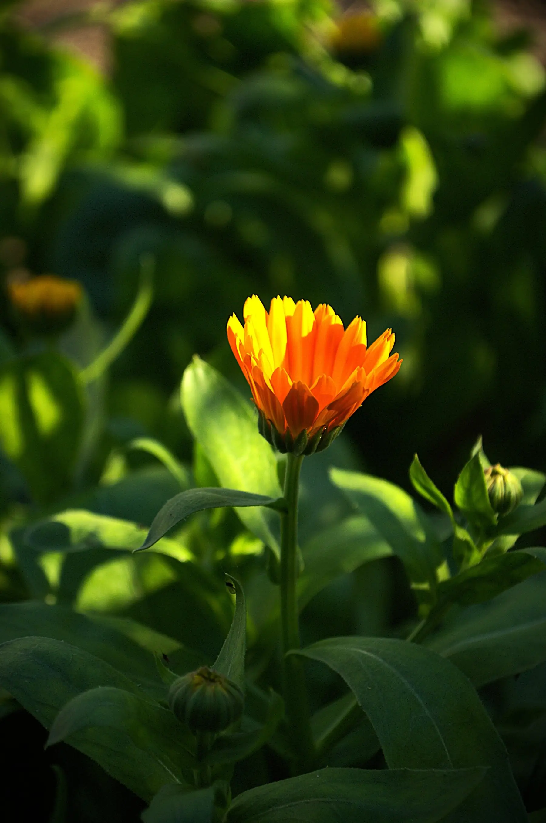 A single orange pot marigold flower with plain undivided leaves, the calendula form rather than fern-leaved Tagetes