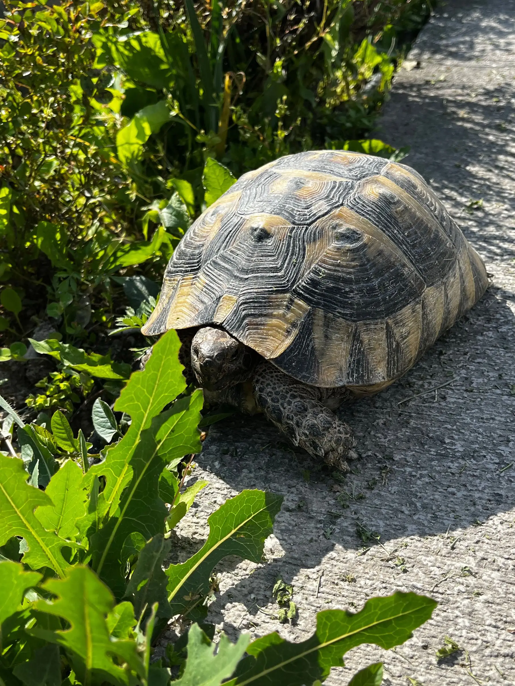 A Mediterranean tortoise at the edge of a path beside sow thistle and other broadleaf weeds