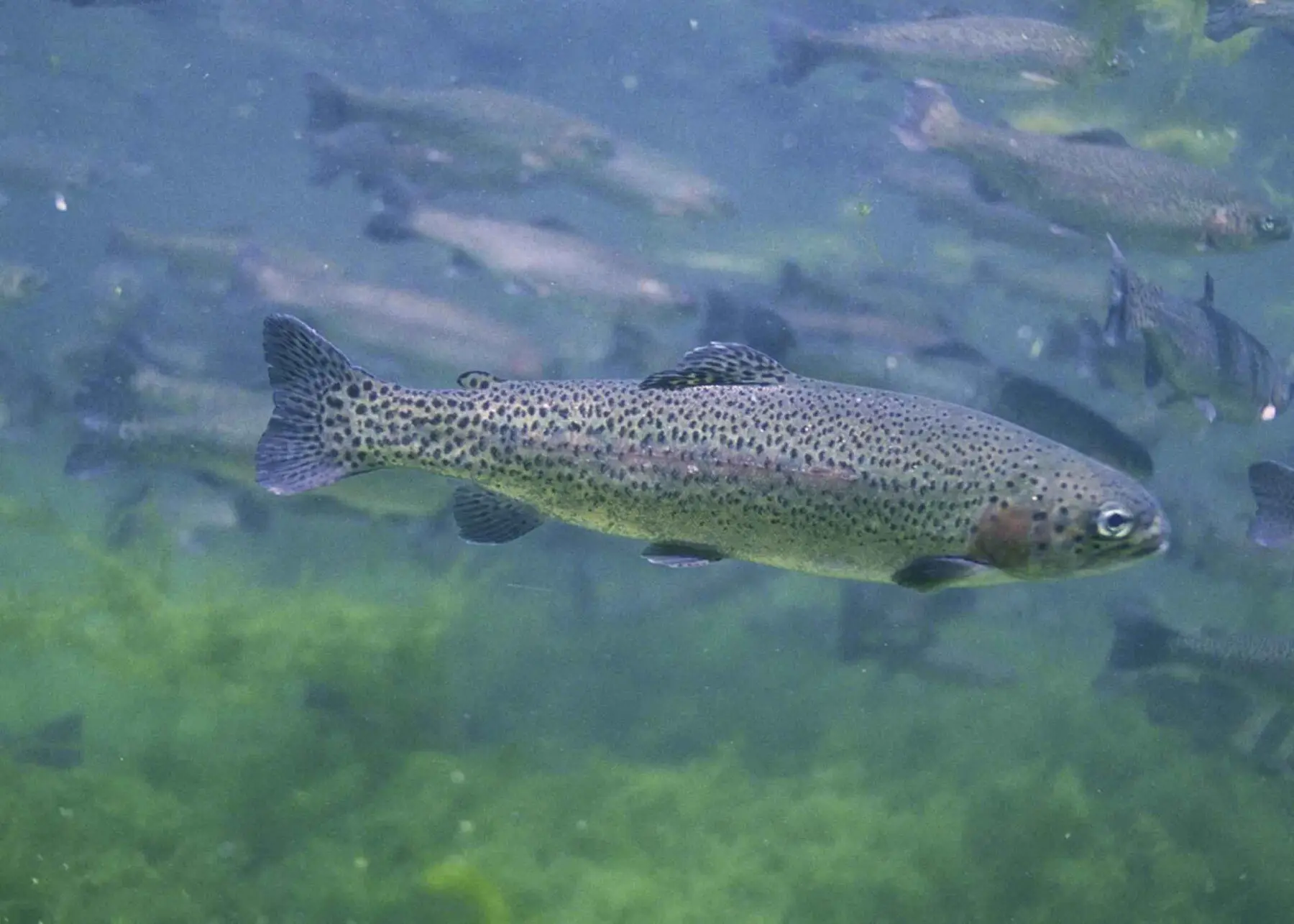 A rainbow trout swimming in clear water with others of its shoal behind it