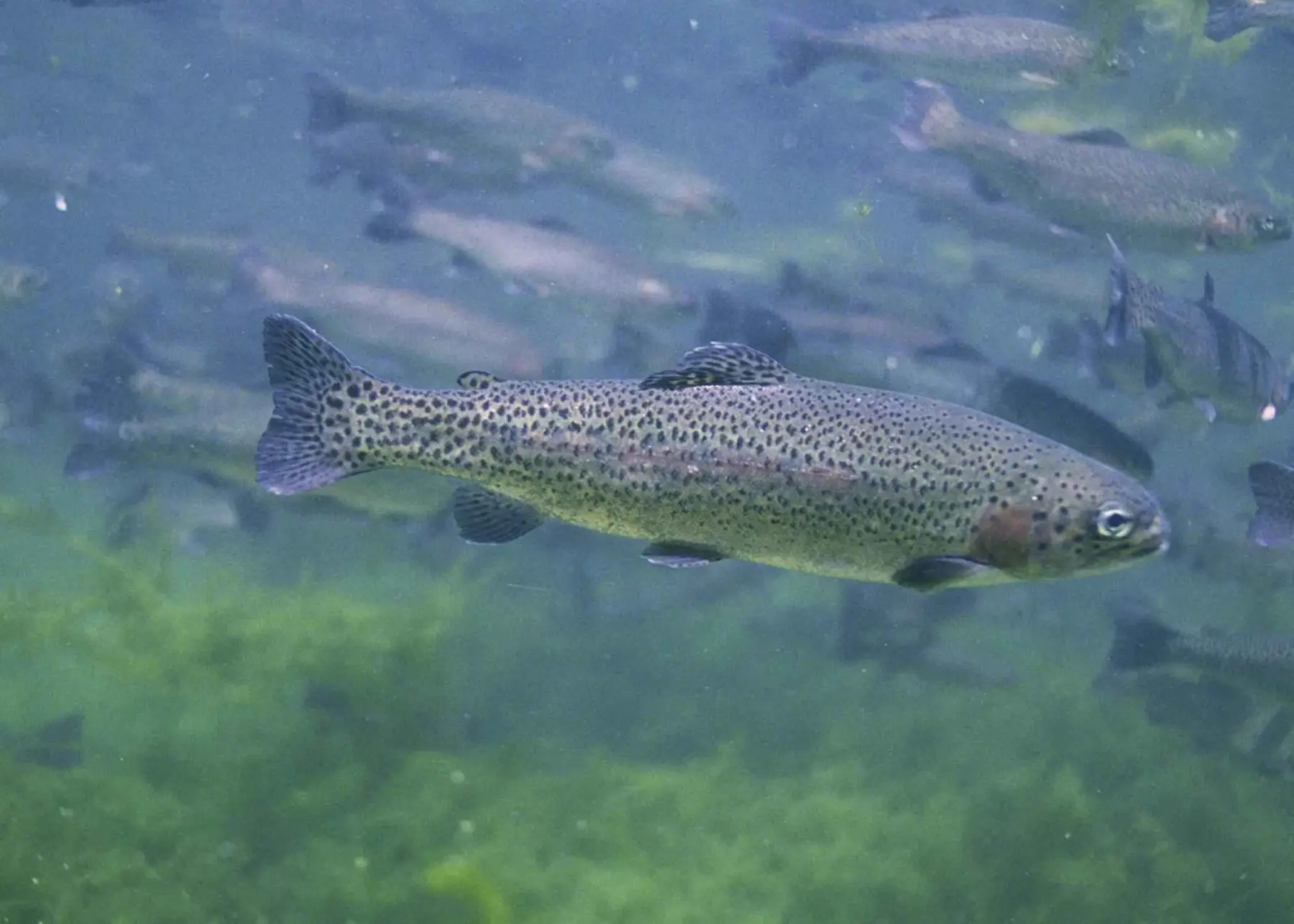 A rainbow trout swimming in clear water with others of its shoal behind it