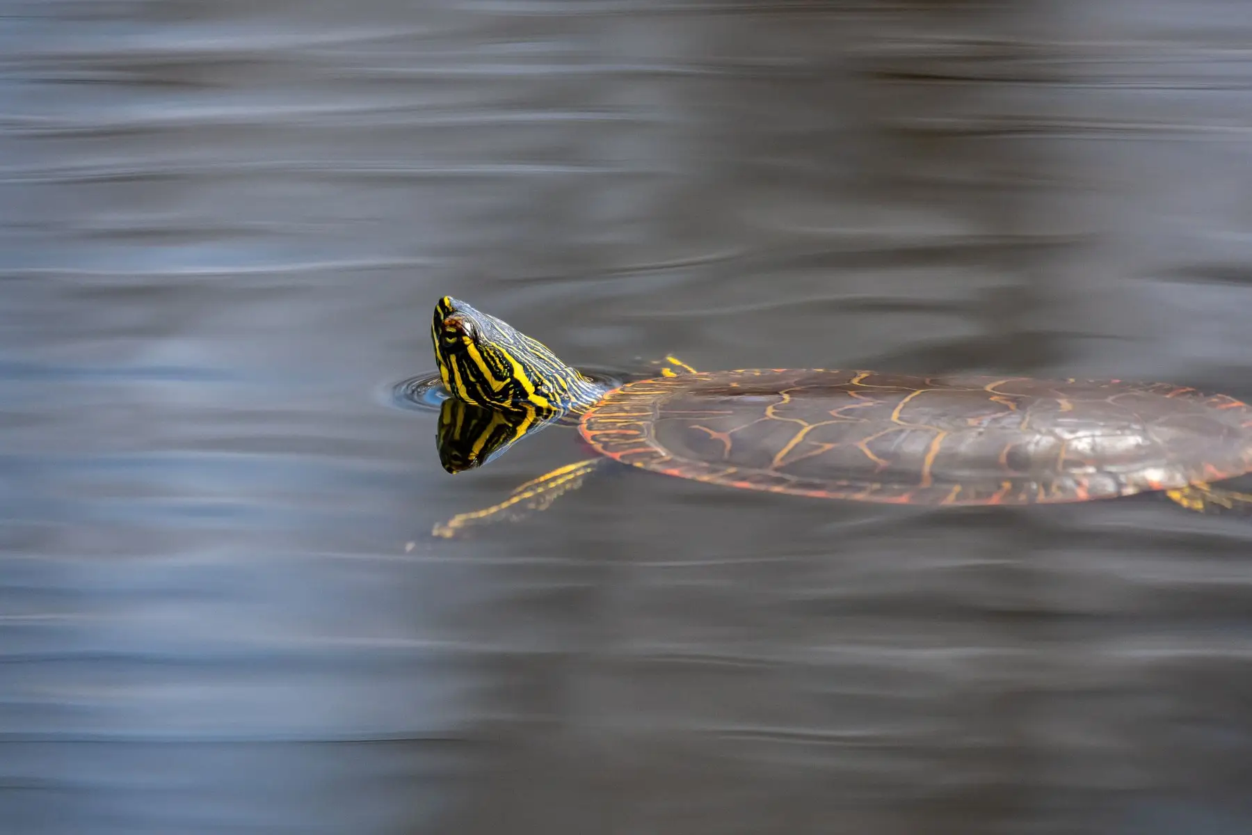 A painted turtle swimming at the surface of cold grey water, yellow-striped head raised clear of it