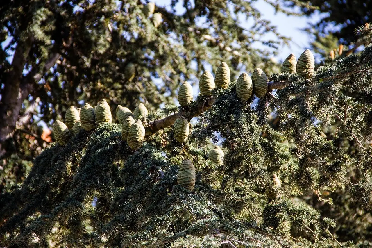 Cedar branches carrying upright cones against a blue sky