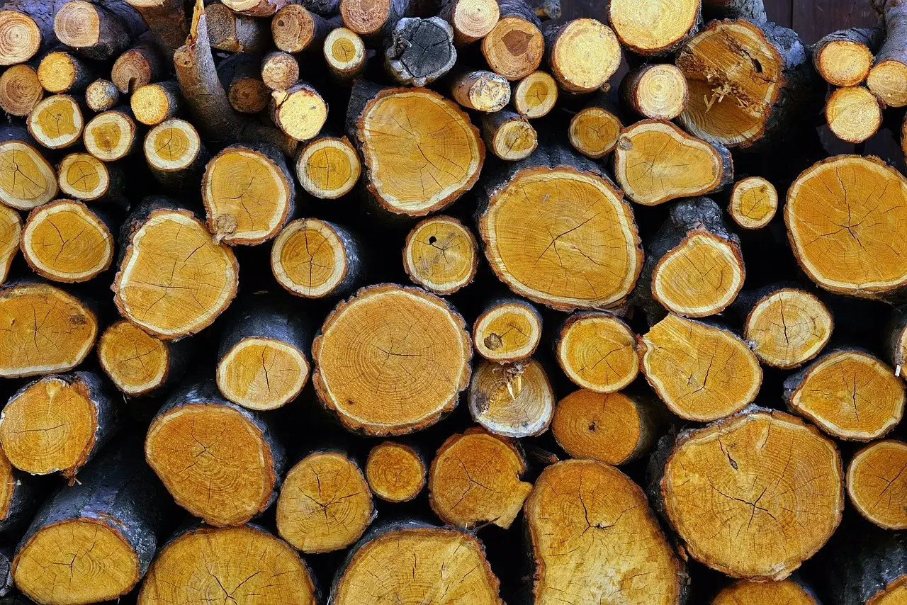 The sawn ends of pine logs stacked in a pile, growth rings showing
