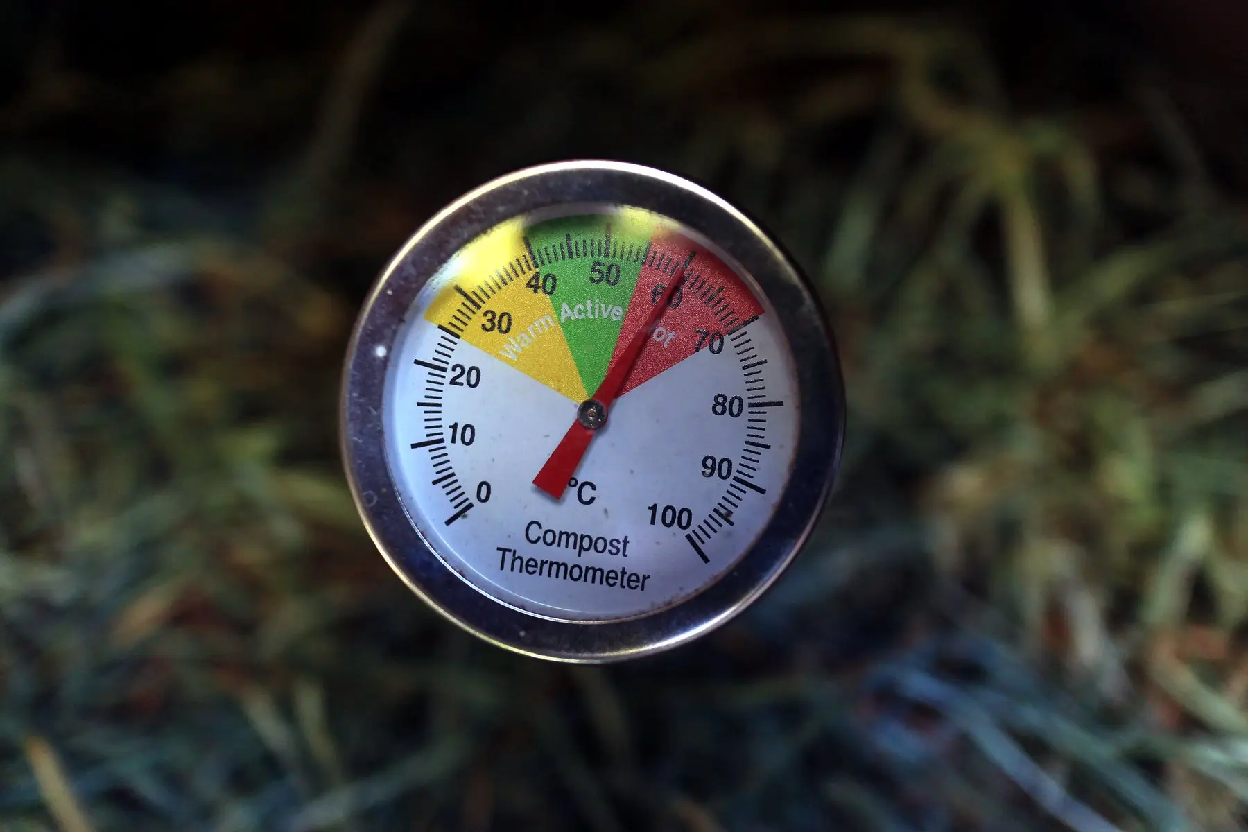 A dial compost thermometer pushed into grass clippings, needle in the red hot band above 60°C