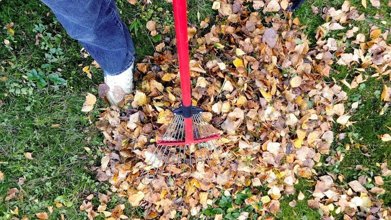 Someone raking fallen autumn leaves into a pile on a lawn