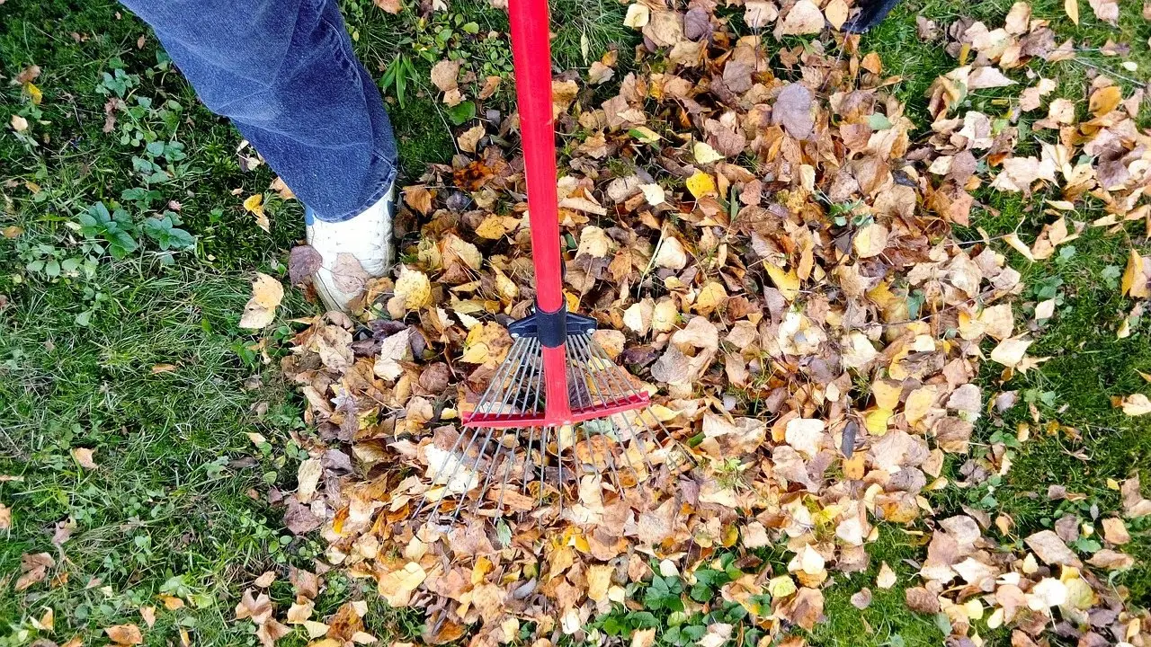 Someone raking fallen autumn leaves into a pile on a lawn