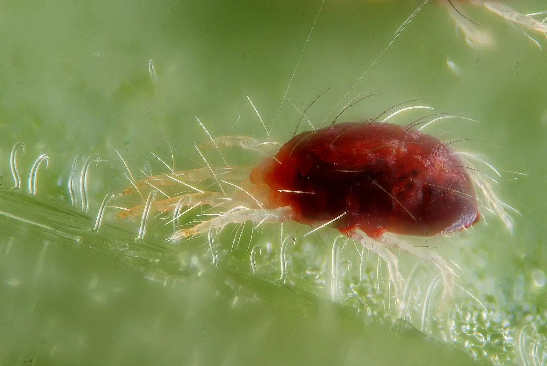 A dark red two-spotted spider mite among fine silk threads on a leaf surface