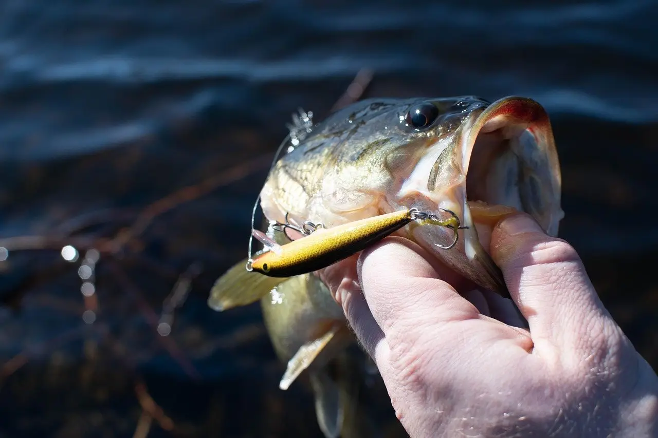 Largemouth bass fish water