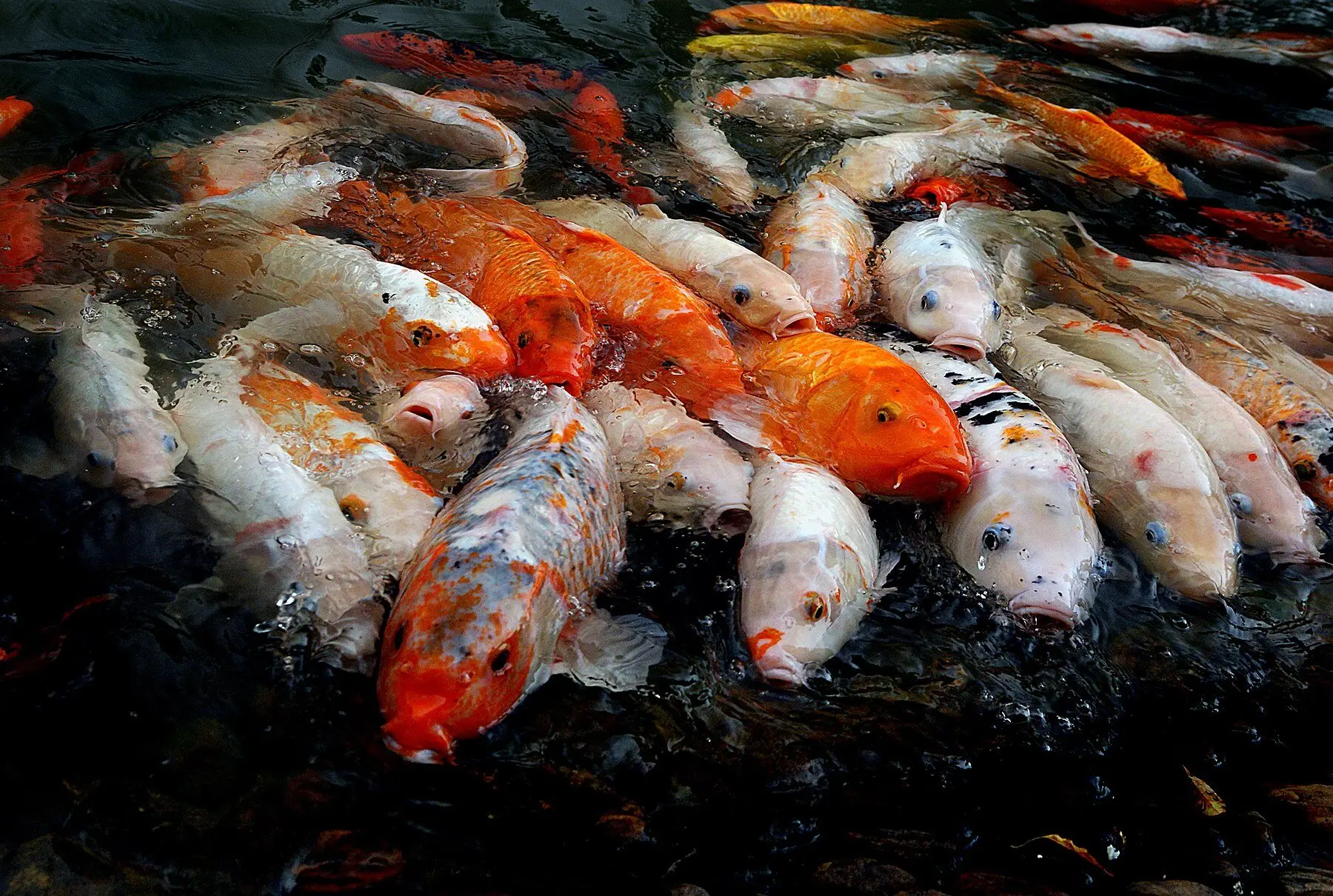 A crowd of ornamental koi at the surface of a pond
