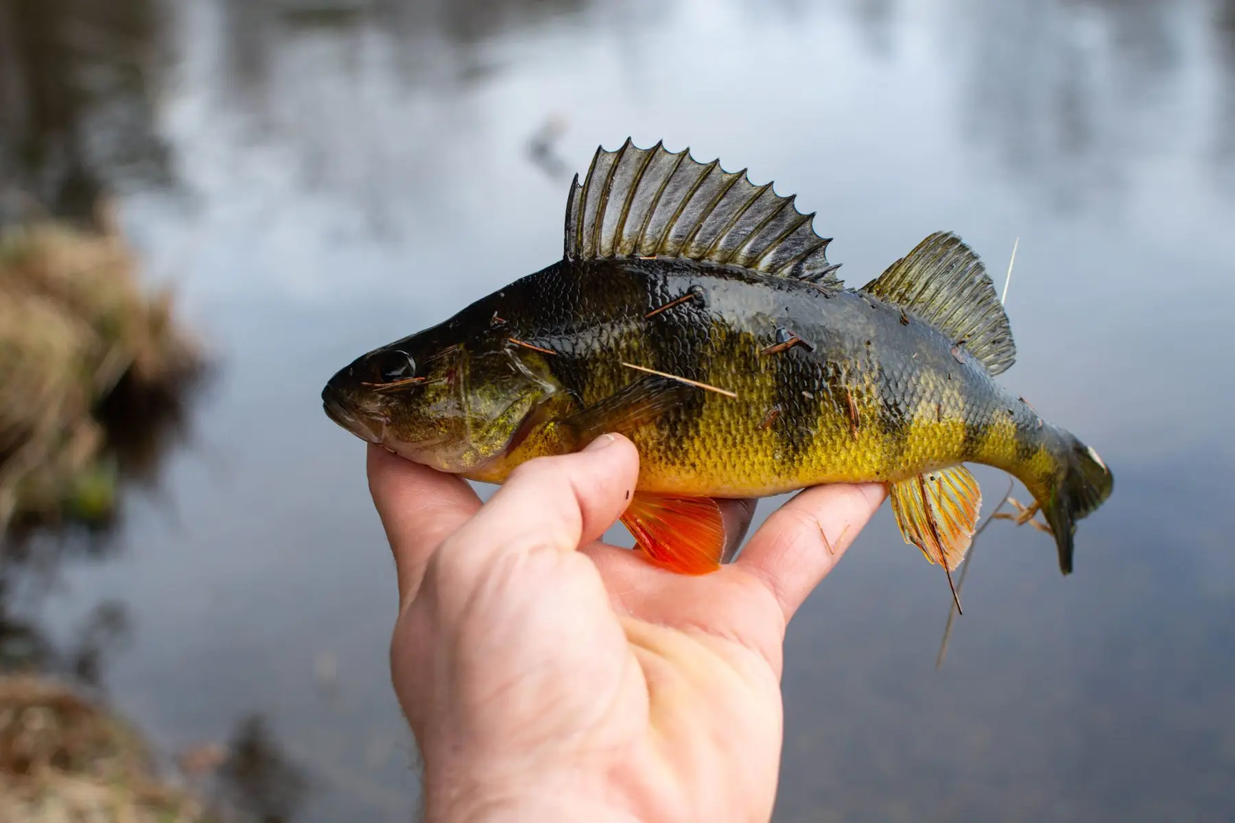 A perch held in one hand beside water, spiny dorsal fin raised and orange pelvic fins showing