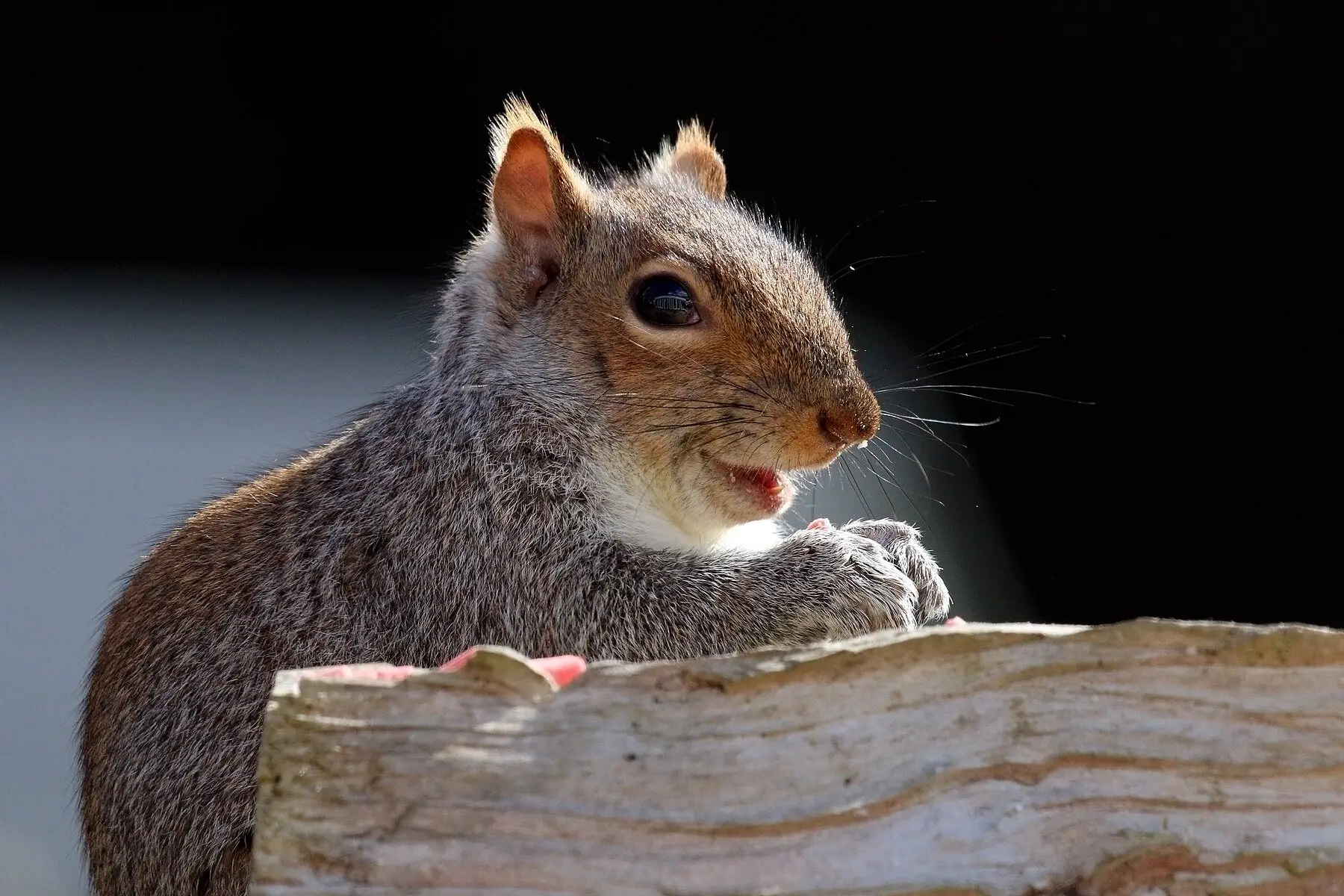 An eastern grey squirrel on woodland ground