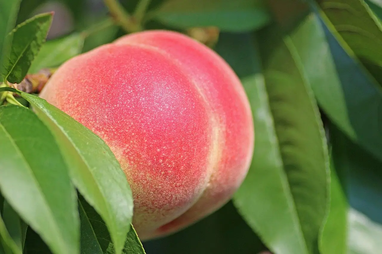 Peach tree fruit