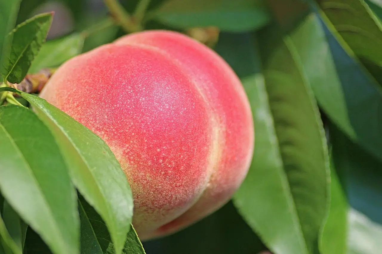 Peach tree fruit
