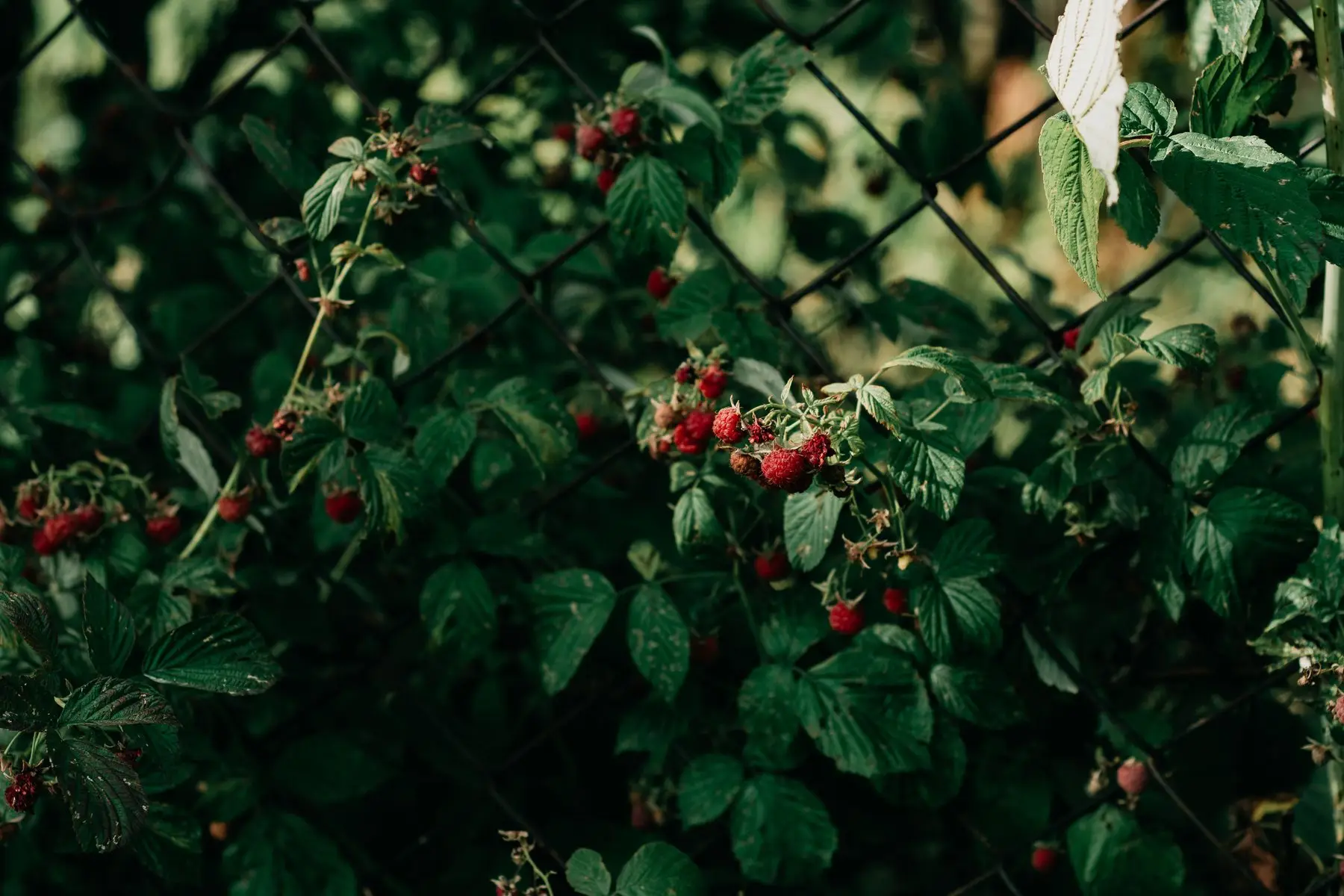 Raspberry canes in fruit against a chain-link fence, ripe and unripe berries among dark green leaves