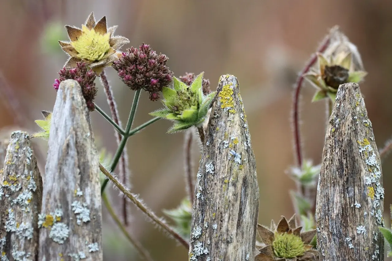 The weathered, lichen-covered tops of old timber fence pickets with seedheads growing between them