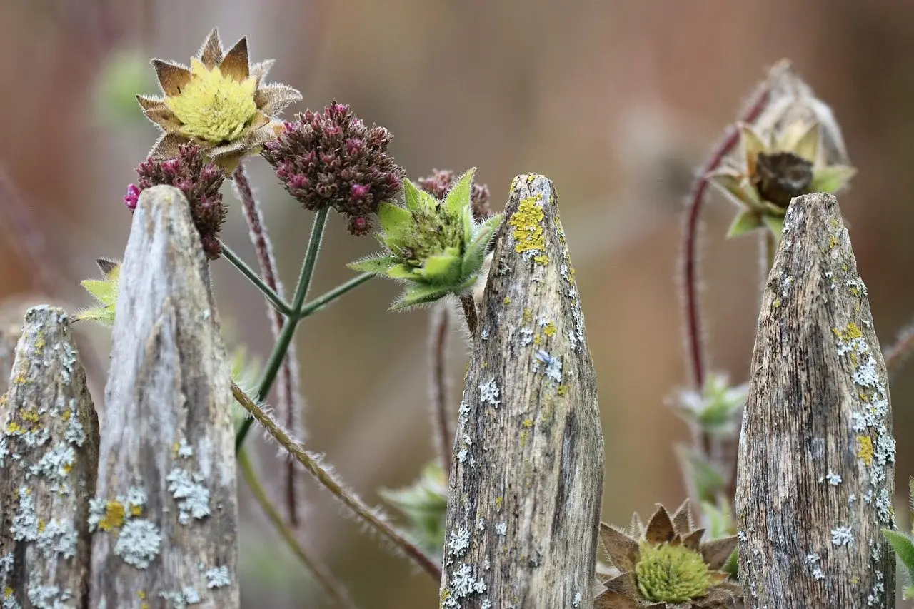 The weathered, lichen-covered tops of old timber fence pickets with seedheads growing between them