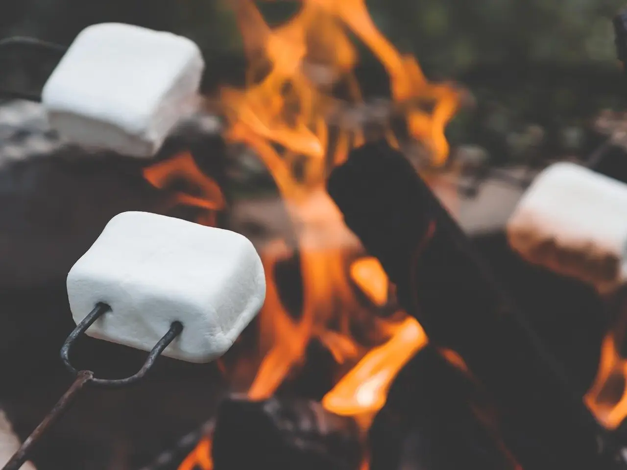 Marshmallows on wire skewers held close to open flames, one just beginning to colour
